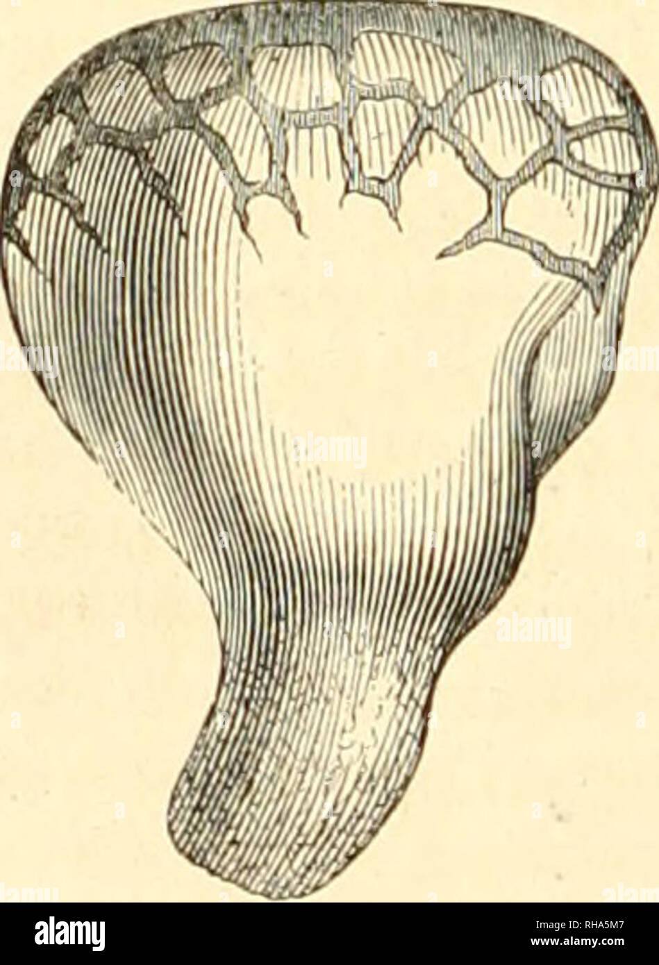 . Botanique cryptogamique, ou Histoire des familles naturelles des plantes infrieures. 6C CRYPTOGAMES. soudÃ©s, ne se percento au sommet que trí¨s-, Tard pour donner problema au capillitium et aux spo- res. Dans le Gyrophragmium, au contraire, il s'allonge et, pressant sur la partie supÃ©rieure et interne des peridio soudÃ©s, il les vigore Ã se rompre Ã peu prÃ¨s circulairement en deu parti dont l'une persiste à la base de ce pied, tandis que l'autre couronne figlio sommet et forme ce qu'on appelle onu chapeau (pileus). le chapeau dans les Gyrophragmium est donc formÃ© par la partie supÃ©rieure de l Foto Stock