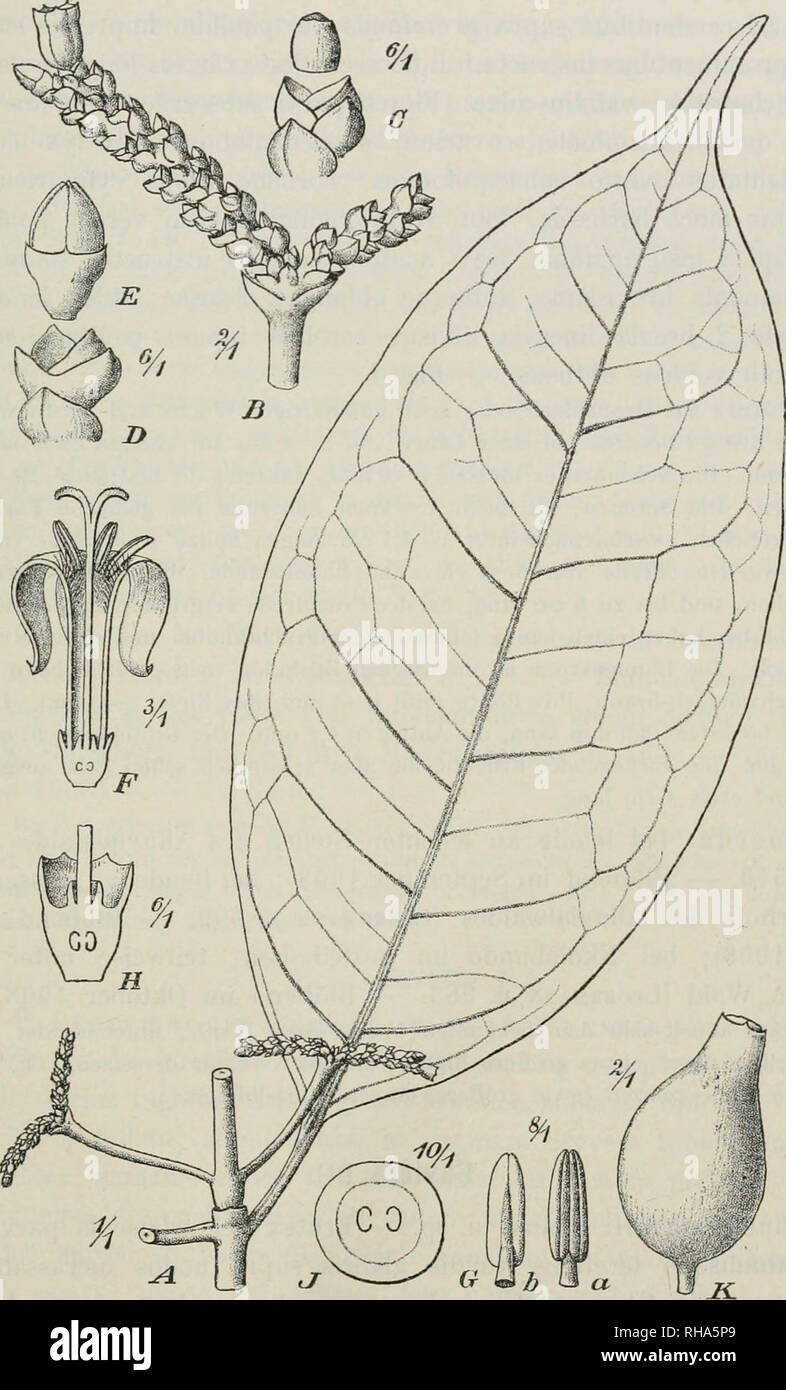 . Botanische Jahrbcher fr Systematik, Pflanzengeschichte und Pflanzengeographie. Piante. K. Krause, Rubiaceae africanae. III. (VII. 417 Craterispermum Bentb. C. Ledermannii Krause n. sp. - Frutex erectus vel arbuscula ramis ramulisque teretibus validis modice glaberrimis cortice pallide brunneo vel brunneo-viridi laevi vel ramulis adultis leviter longitudinaliter striato ob-. Fig. 1. Craterispermum Ledermannii Krause. - Un Habitus. B Blütenstand. C Knospe mit Brakteen. D Brakteen. E Knospe. F Blüte im Längsschnitt. 0 Staubblätter, un von vorn, b vom Rücken. H Fruchtknoten Längsschnitt im, J ders Foto Stock