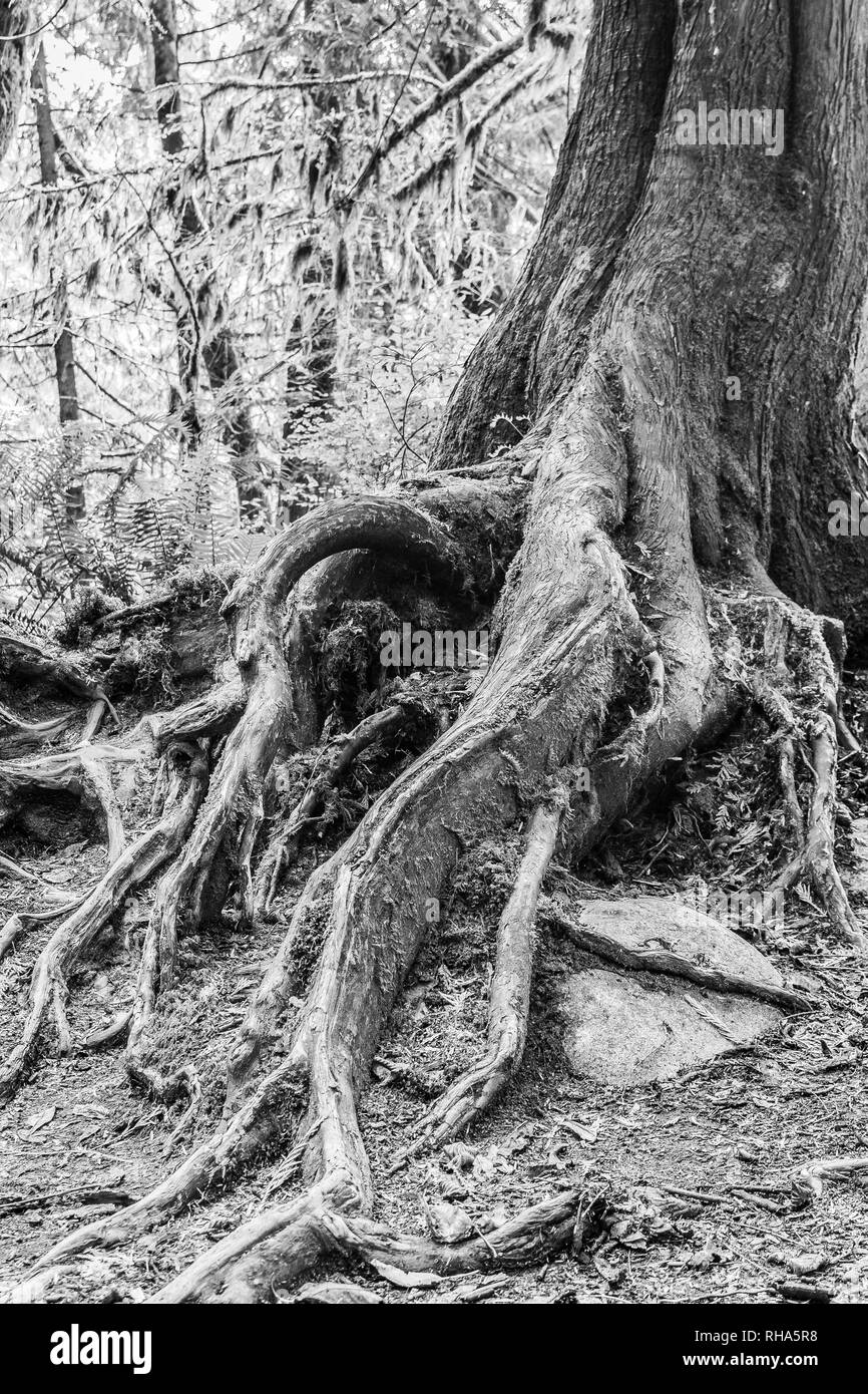 Tronco di albero e radici esposte con moss all'interno di una foresta Foto Stock