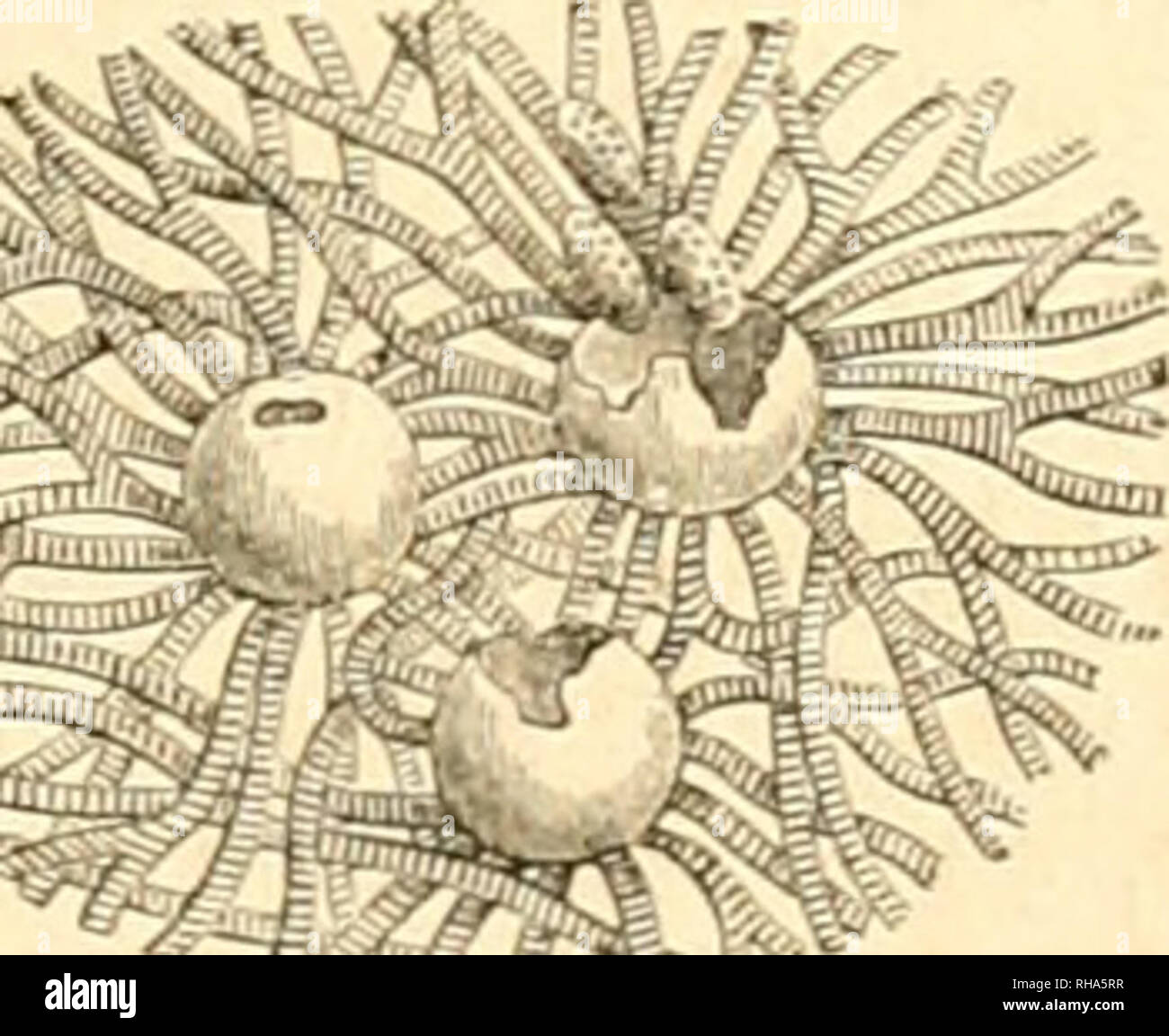 . Botanique cryptogamique, ou Histoire des familles naturelles des plantes infrieures. Gli champignon. GÃNÃRALITÃS. 57 modifiÃ©s que se trouvent les utricules qui renferment les spore. La localisation des funzioni a tendono donc Ã devenir de plus en plus grande dans les Algues. Nulle d'abord elle s'Ã©lablil dans les utricules et enfin dans les diffÃ©rentes parti du tlialle ; mais qu'est-ce que cette loca- lisation quand on la confronta Ã celle des champignon oÃ¹ les organes de la vía©gÃ©tazione et ceux de la riproduzione si sont distincts par leurs forme, leur struttura et leur direzione ? Le mode Foto Stock