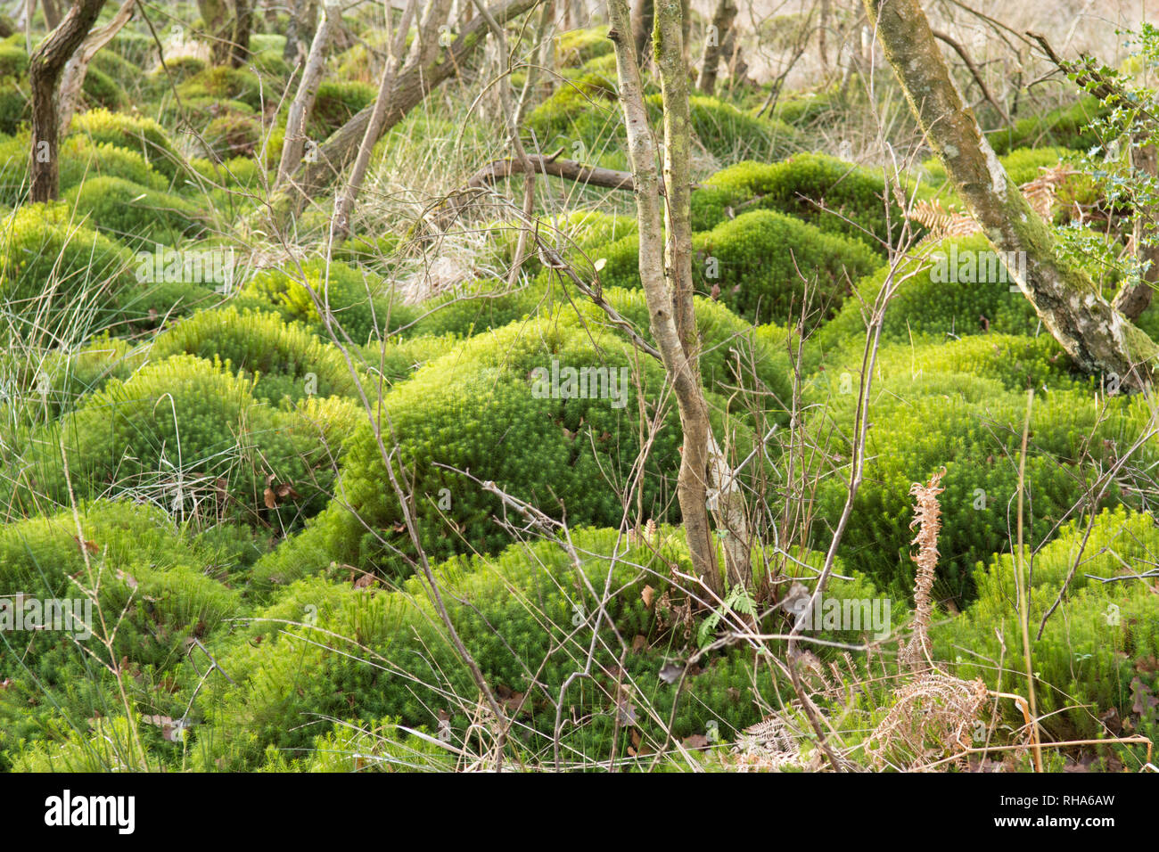 Sphagnum moss, muschio di torba bog moss, hummocks, tumuli, palude, bog, Ambersham comune, Sussex, Regno Unito, Gennaio, wetland carr. Foto Stock