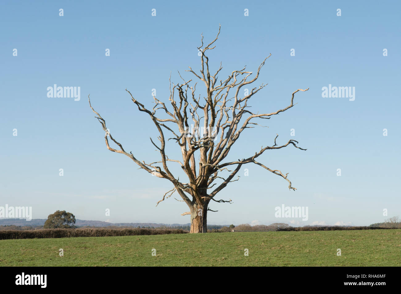 Dead quercia, quercus, Sussex, Regno Unito, Gennaio Foto Stock