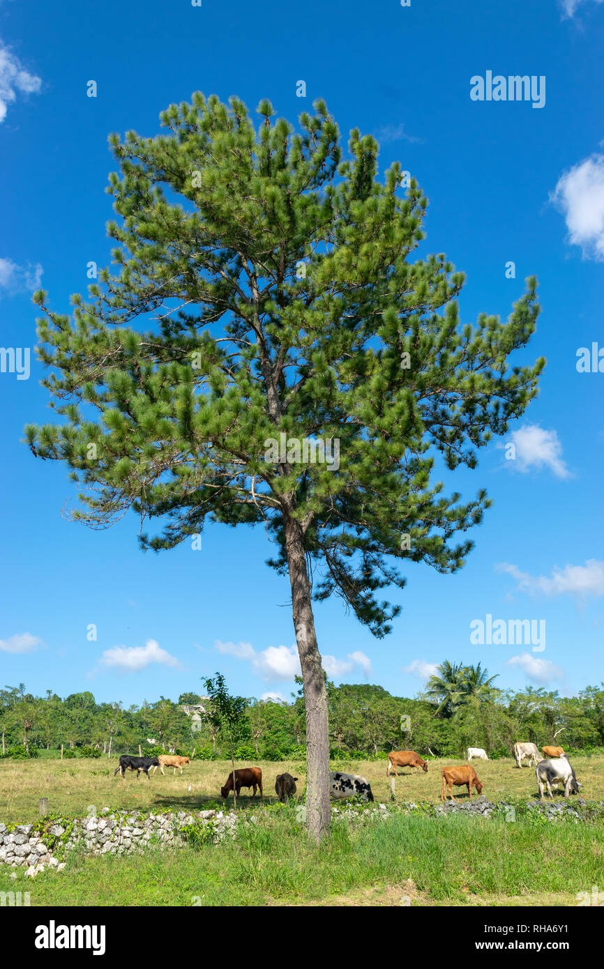 Marrone, Bianco, nero e macchiato le mucche al pascolo su un campo in erba sotto una pigna (Conifera) tree in campagna Foto Stock