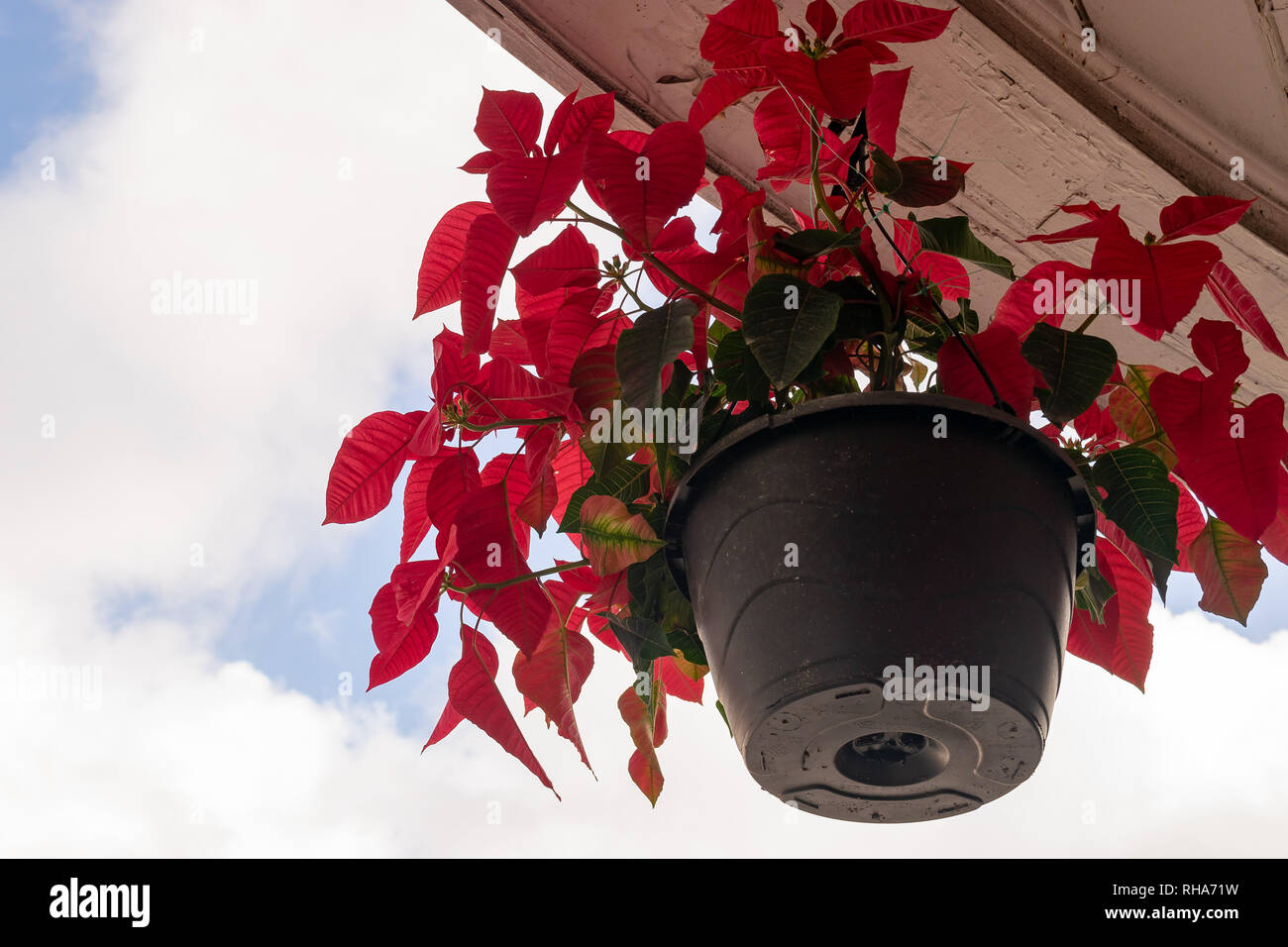 Flaming red Poinsettia piante (Euphorbia pulcherrima) in pot nero pendenti dal soffitto all'aperto, parzialmente ombreggiati Foto Stock