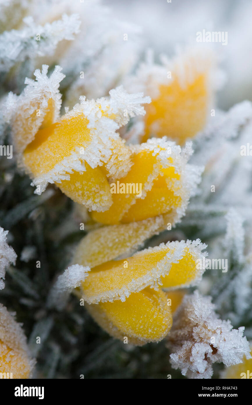 Brina, trasformata per forte gradiente frost, sui fiori di comune ginestre, Ulex Europaeus, Stedham e Iping Commons, Sussex, Regno Unito. Gennaio Foto Stock