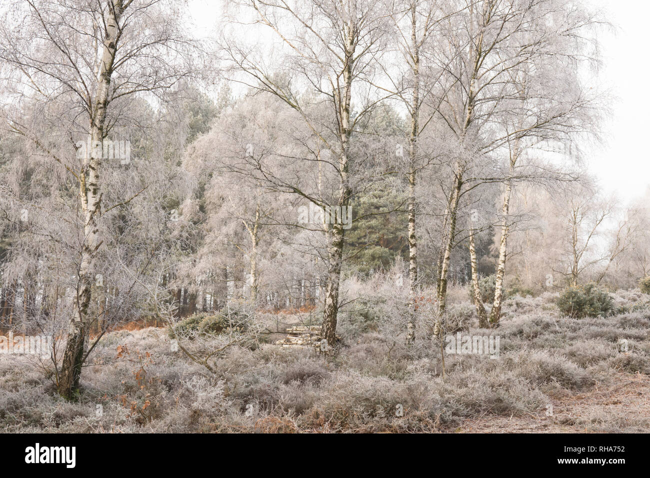 Brina, trasformata per forte gradiente frost, Iping comune, Sussex, Regno Unito, Janurary, paesaggio, argento di betulle, Betula pendula. Heather. Pianura heath Foto Stock