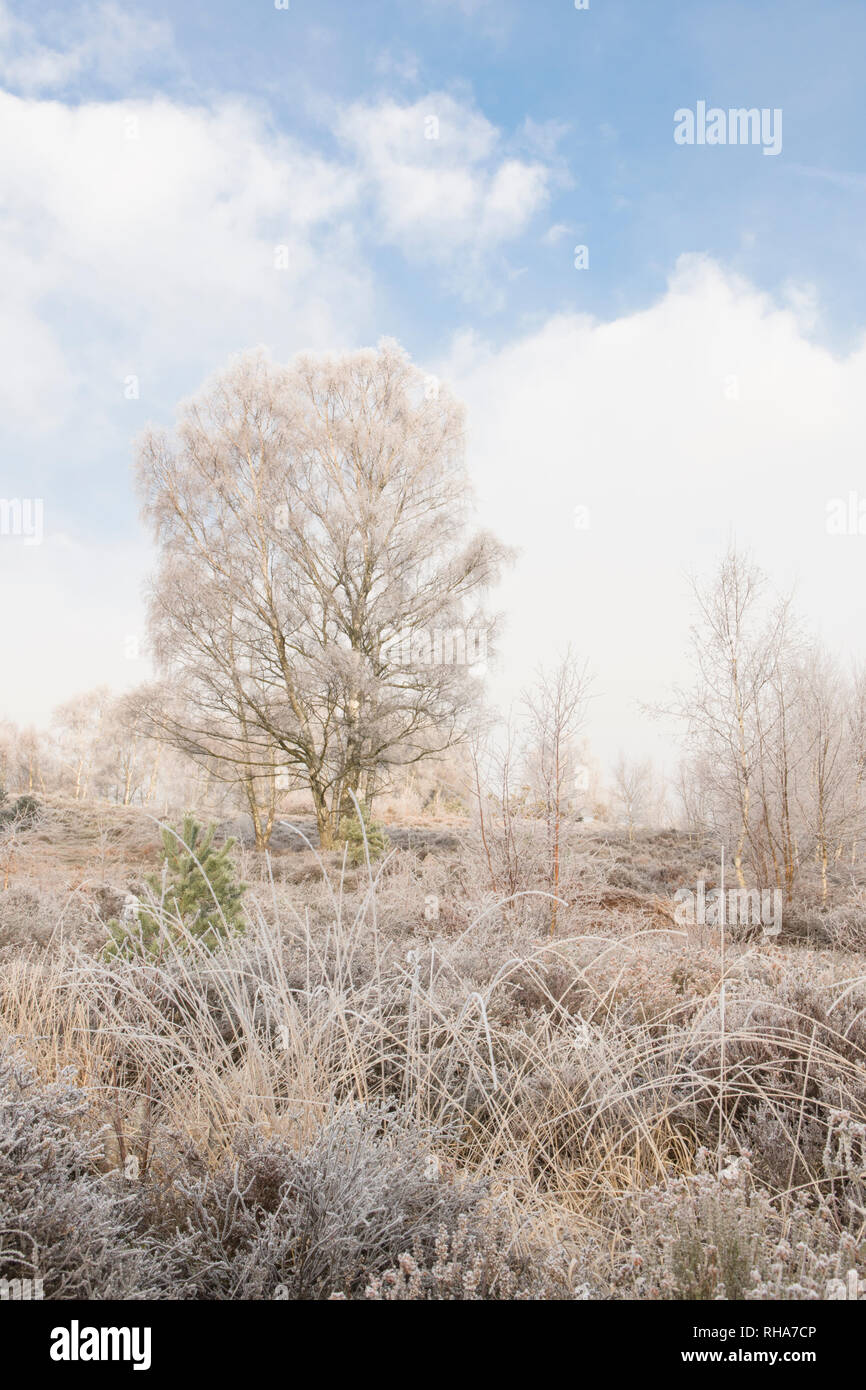 Brina, trasformata per forte gradiente frost, Iping comune, Sussex, Regno Unito, Janurary, paesaggio, argento di betulle, Betula pendula. Heather. Pianura heath Foto Stock