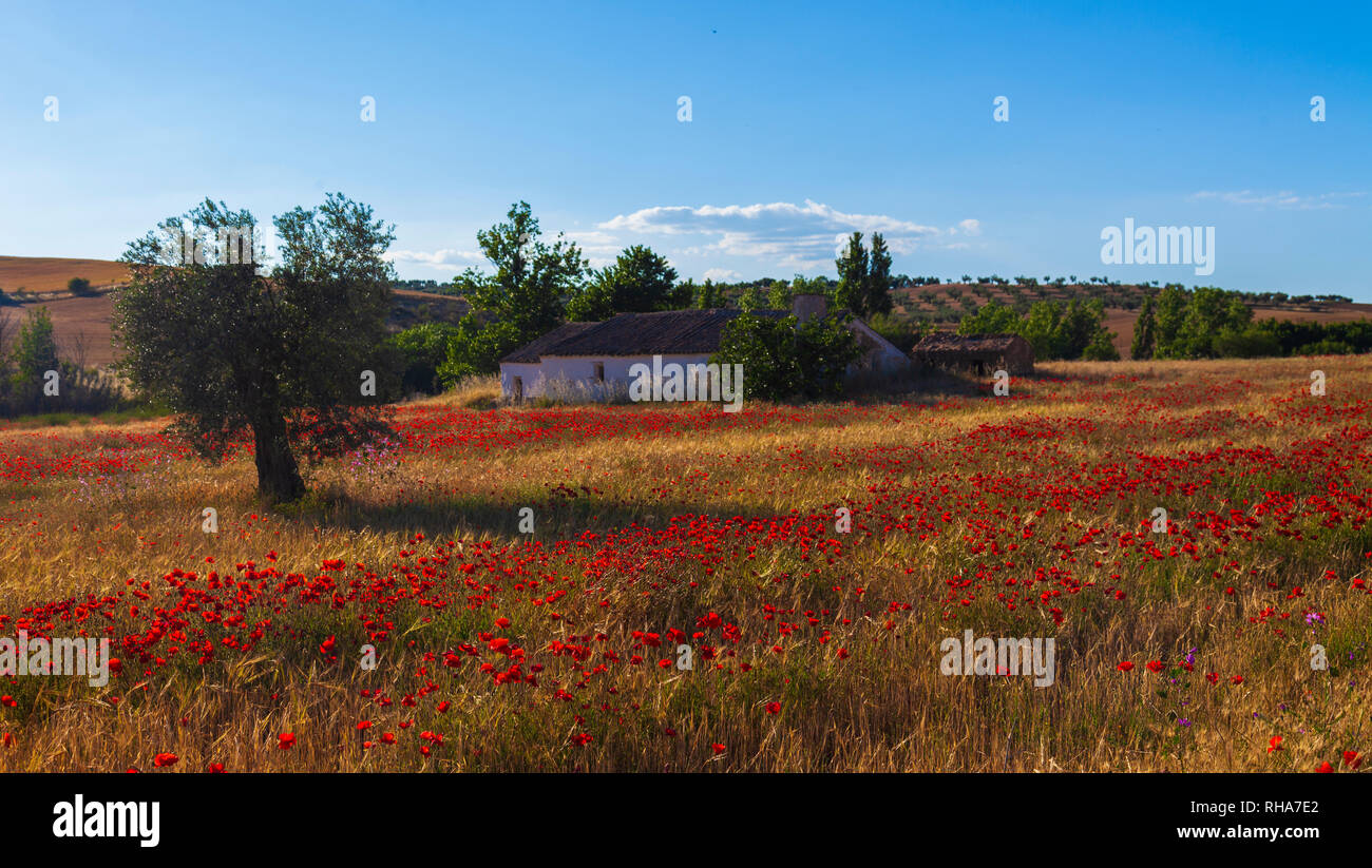 Paesaggio di Castilla. Tarda primavera. Fiori selvatici meadow.Toledo, Castilla la Mancha, Spagna Foto Stock