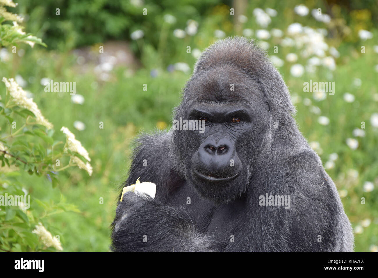Maschio maturo pianura gorilla Foto Stock