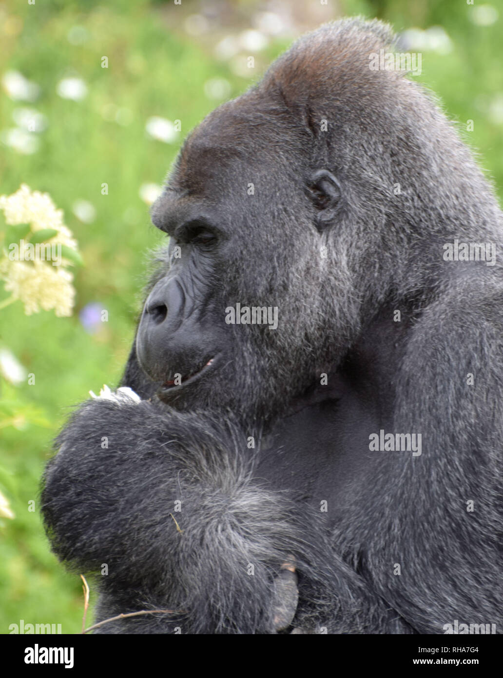 Maschio maturo pianura gorilla Foto Stock