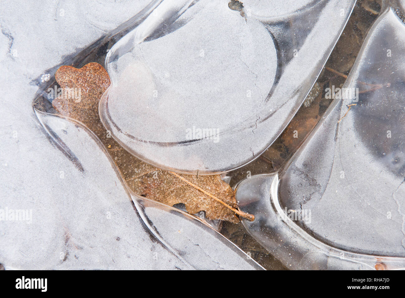 Foglie di quercia congelati sotto il ghiaccio, il ghiaccio patterns, Sussex, Regno Unito, Gennaio Foto Stock