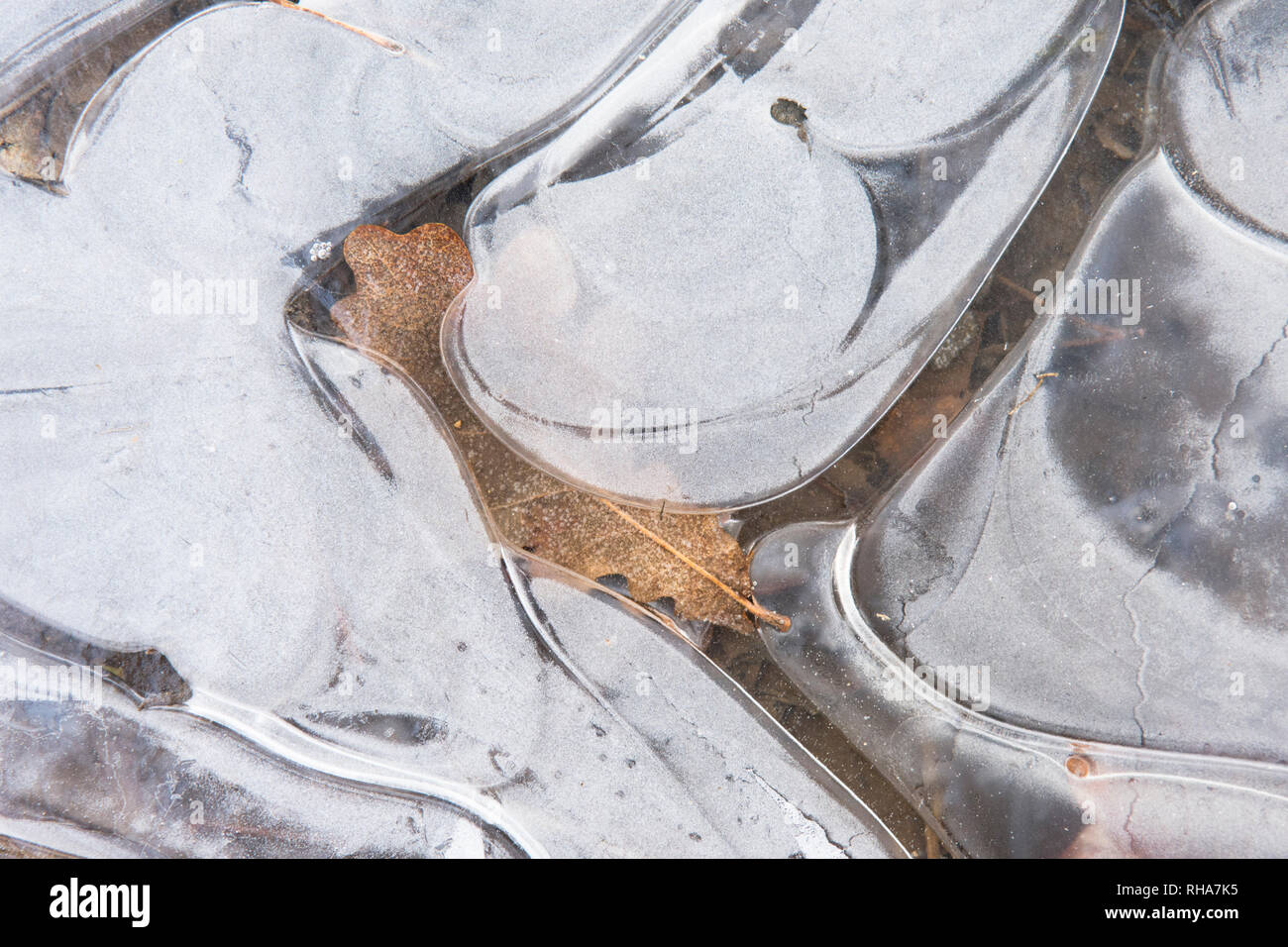 Foglie di quercia congelati sotto il ghiaccio, il ghiaccio patterns, Sussex, Regno Unito, Gennaio Foto Stock