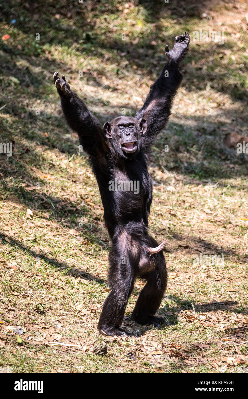 Ritratto di scimpanzé maschi (Pan troglodytes) in piedi con le braccia sollevate su erba in Uganda Wildlife Education Center, Entebbe, Uganda Foto Stock