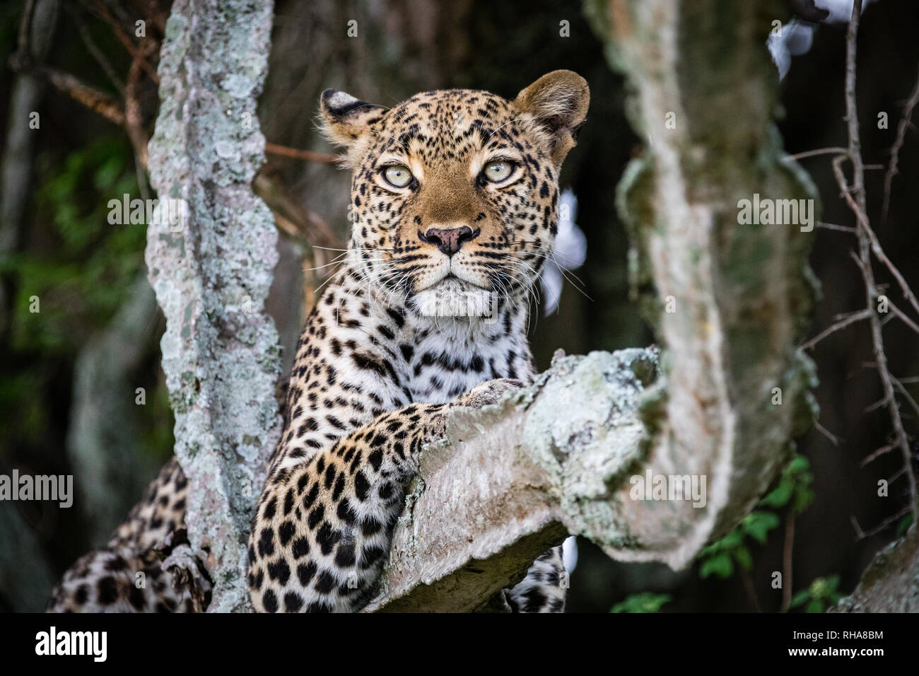 Ritratto di donna leopard (Panthera pardus) in appoggio sul ramo, Uganda Foto Stock