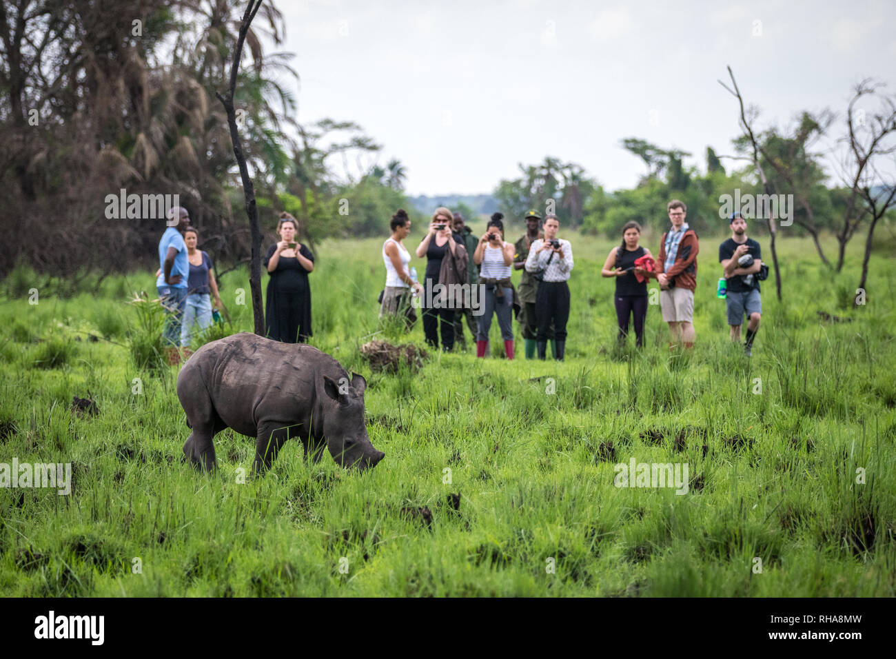 I turisti fotografare rinoceronte bianco del sud (Ceratotherium simum simum) vitello durante un safari in Ziwa santuario di Rhino, Uganda Foto Stock