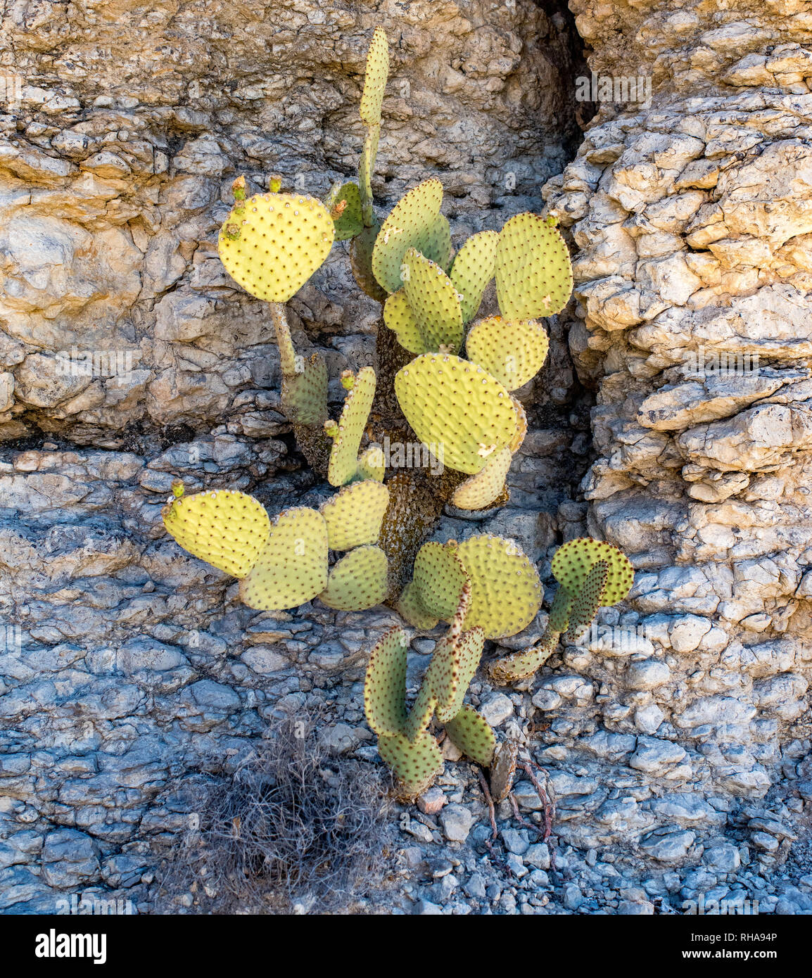 Parco nazionale di Big Bend in Texas Foto Stock