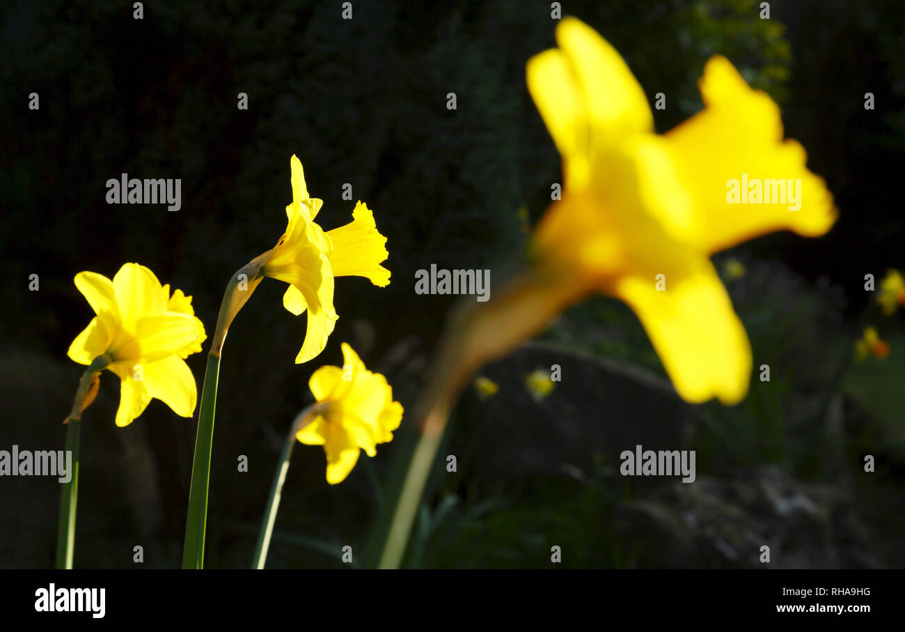 Giunchiglie, narcisi closeup che crescono in un giardino inglese Foto Stock