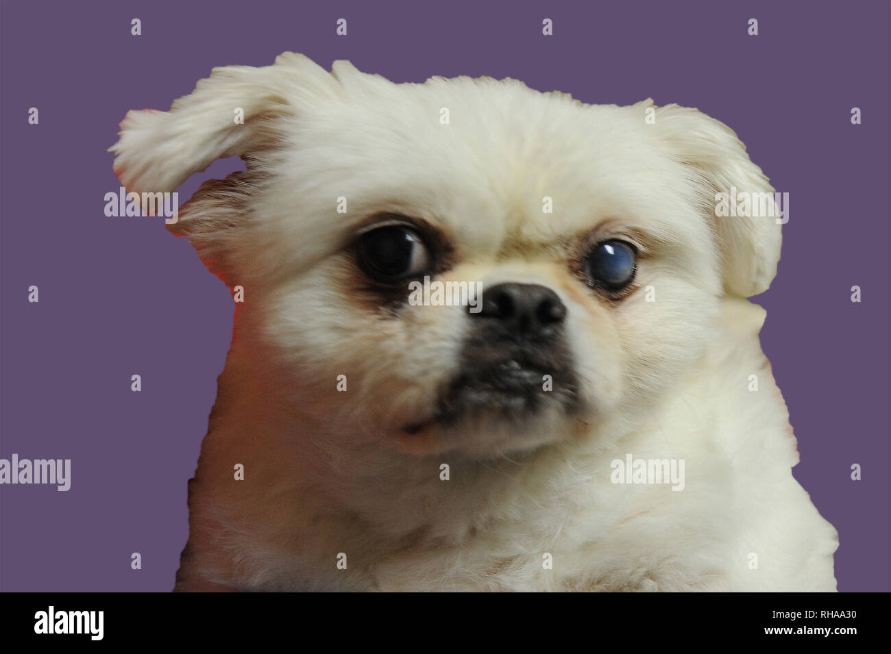 Tucker Pekinese Chihuahua Mix Foto Stock