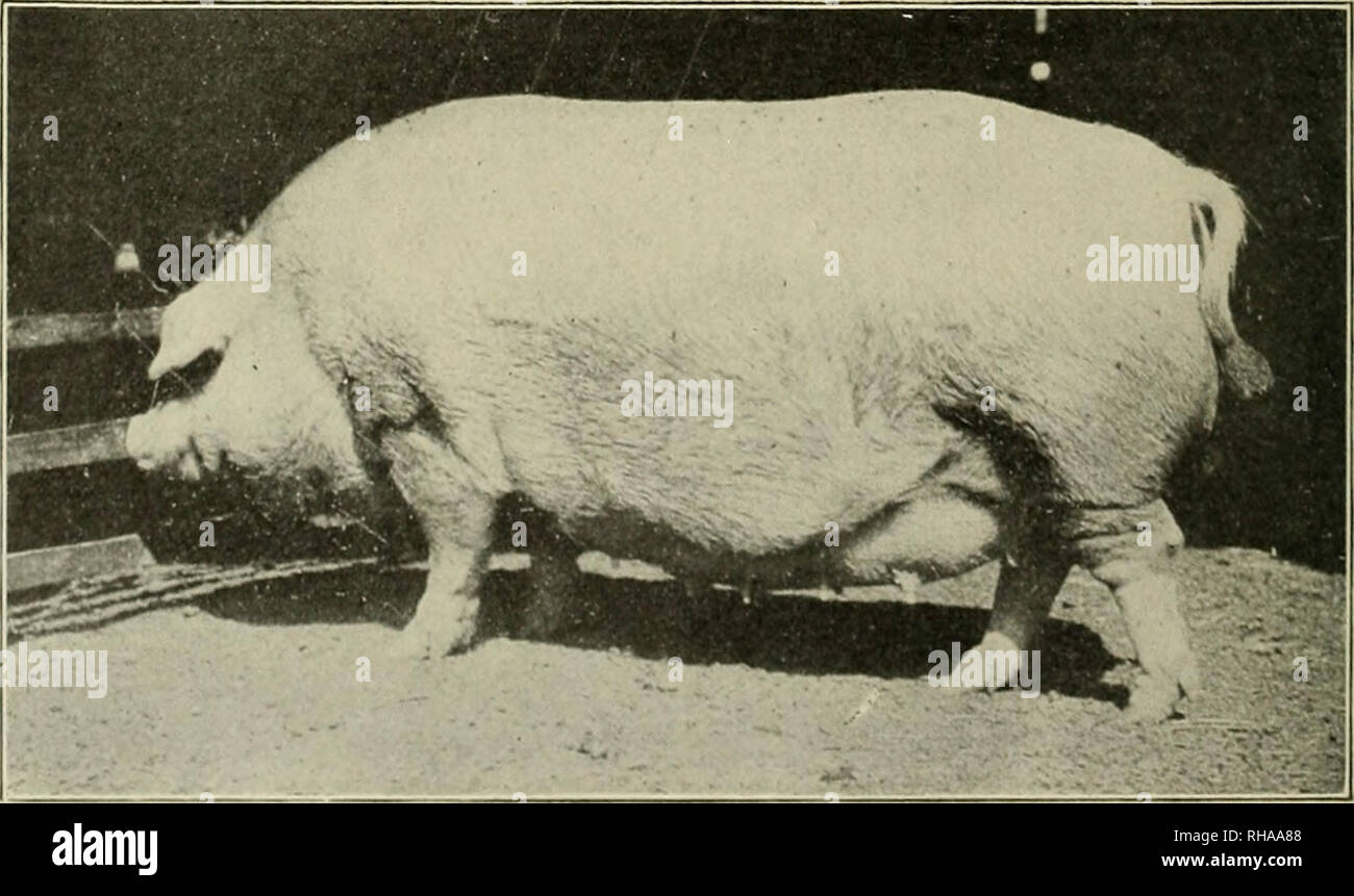 . Il libro di scorte vive champions. Bestiame. ALIX-dal patrocinio, DAM dal procuratore. Allevati da Daniel Hayes, di Muscatine, Iowa. Morì di proprietà dell'on. P. C. Sayles, Pawtucket, R. I. dal copyright fotografia da il permesso di Schreiber &AMP; Figli, Philadelphia, Pa. a Galesburg, 111., nel 1893, ALIX collocato il miglio marchio di trotto al 2:03%. Ella era guidato da Andy McDowell.. IMG MAItY- CHESTER WHITE seminare. Due anni. Grand champion al St. Louis Fiera Mondiale del 1904. Presentato da O. L. Kerr, di indipendenza, Missouri. Si prega di notare che queste immagini vengono estratte dalla pagina sottoposta a scansione immagini th Foto Stock