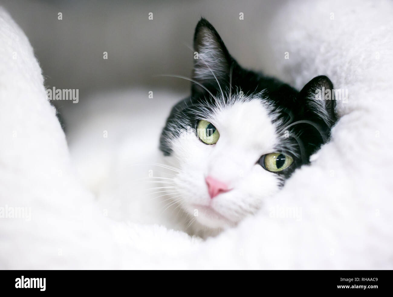 Un bianco e nero domestico gatto Shorthair rilassante su un morbido letto Foto Stock