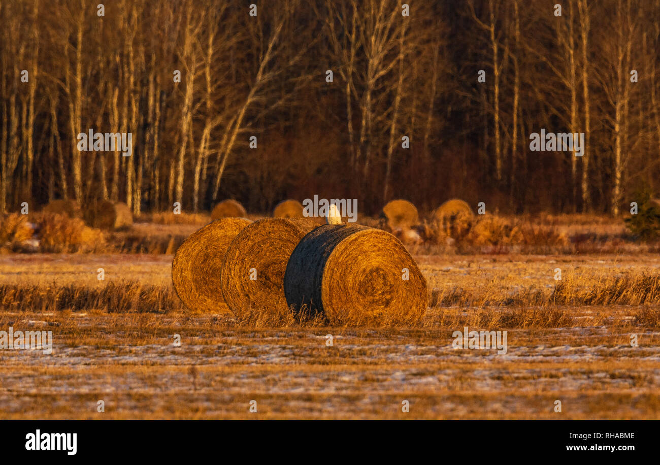 Civetta delle nevi la caccia da una balla di fieno. Foto Stock