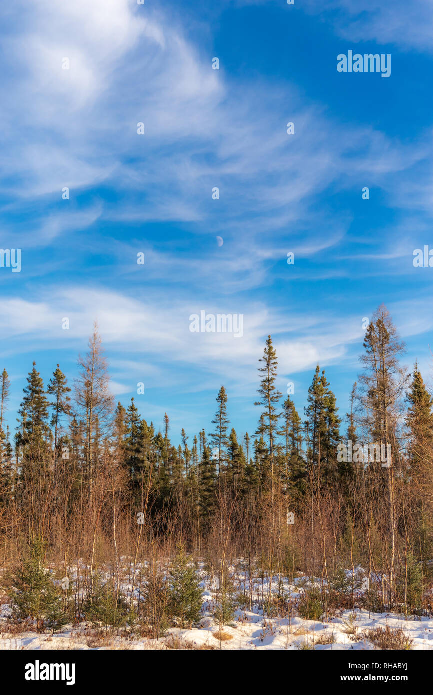 Sax-Zim Bog nel nord del Minnesota. Foto Stock