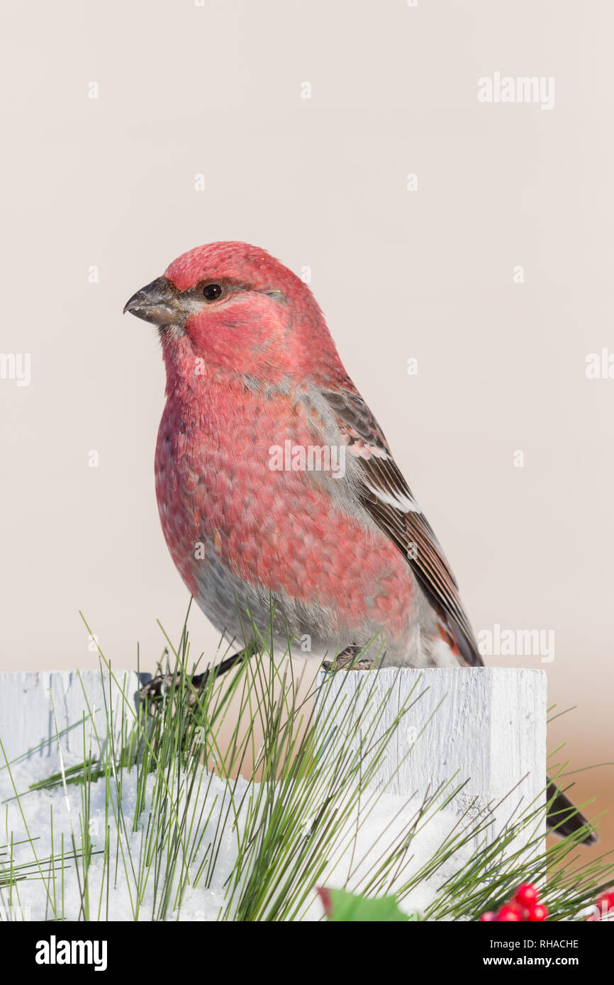 Pino maschio grosbeak arroccato su una festosa nel cortile recinto nel Wisconsin settentrionale. Foto Stock