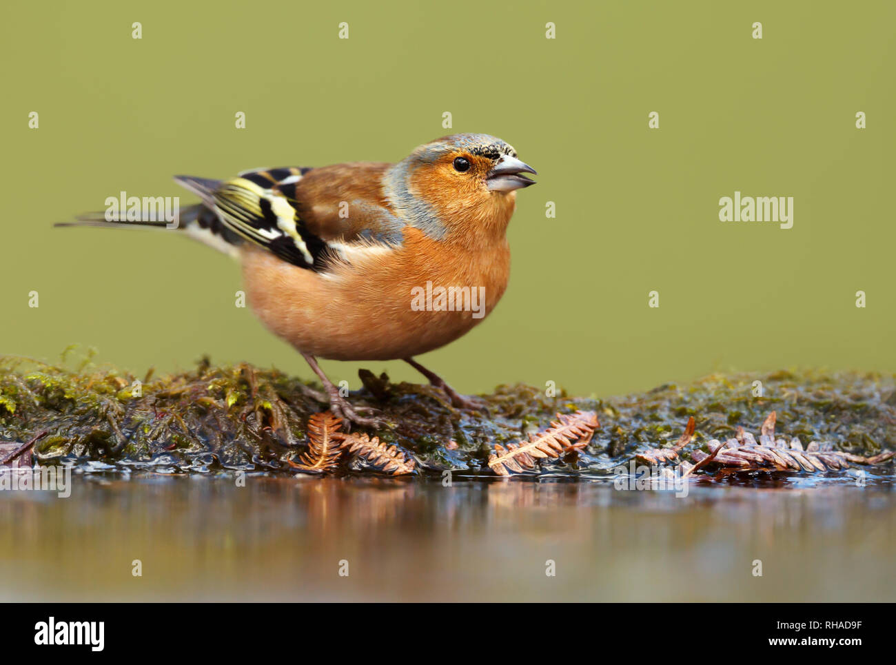 In prossimità di un comune fringuello alimentazione da acqua in autunno, UK. Foto Stock
