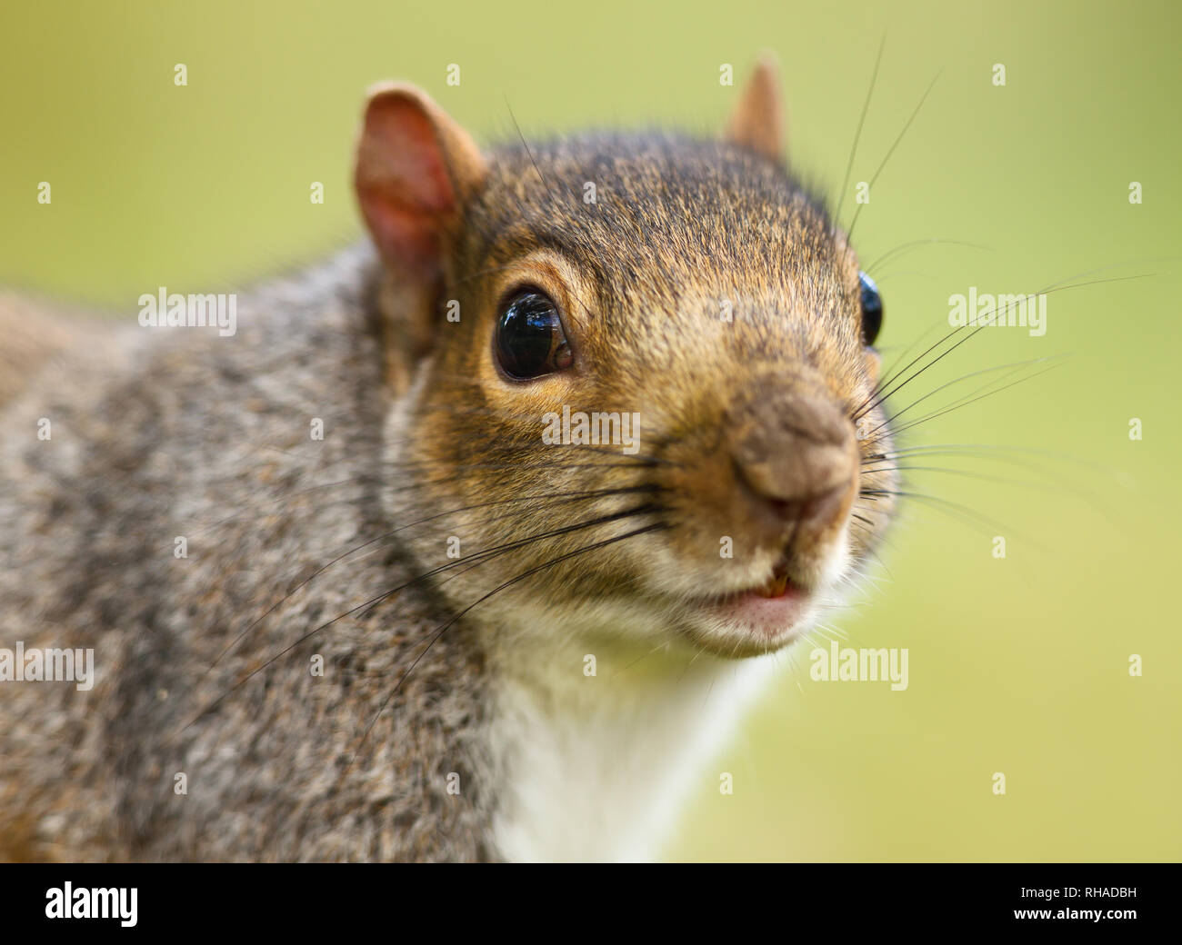 Close up orientale scoiattolo grigio contro lo sfondo di colore verde, UK. Foto Stock