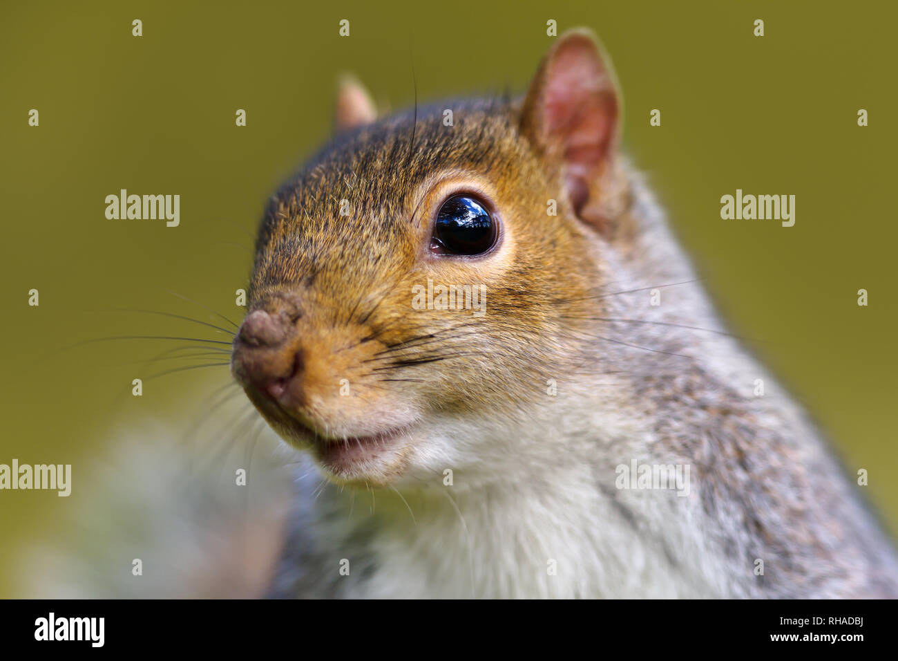 Close up orientale scoiattolo grigio contro lo sfondo di colore verde, UK. Foto Stock