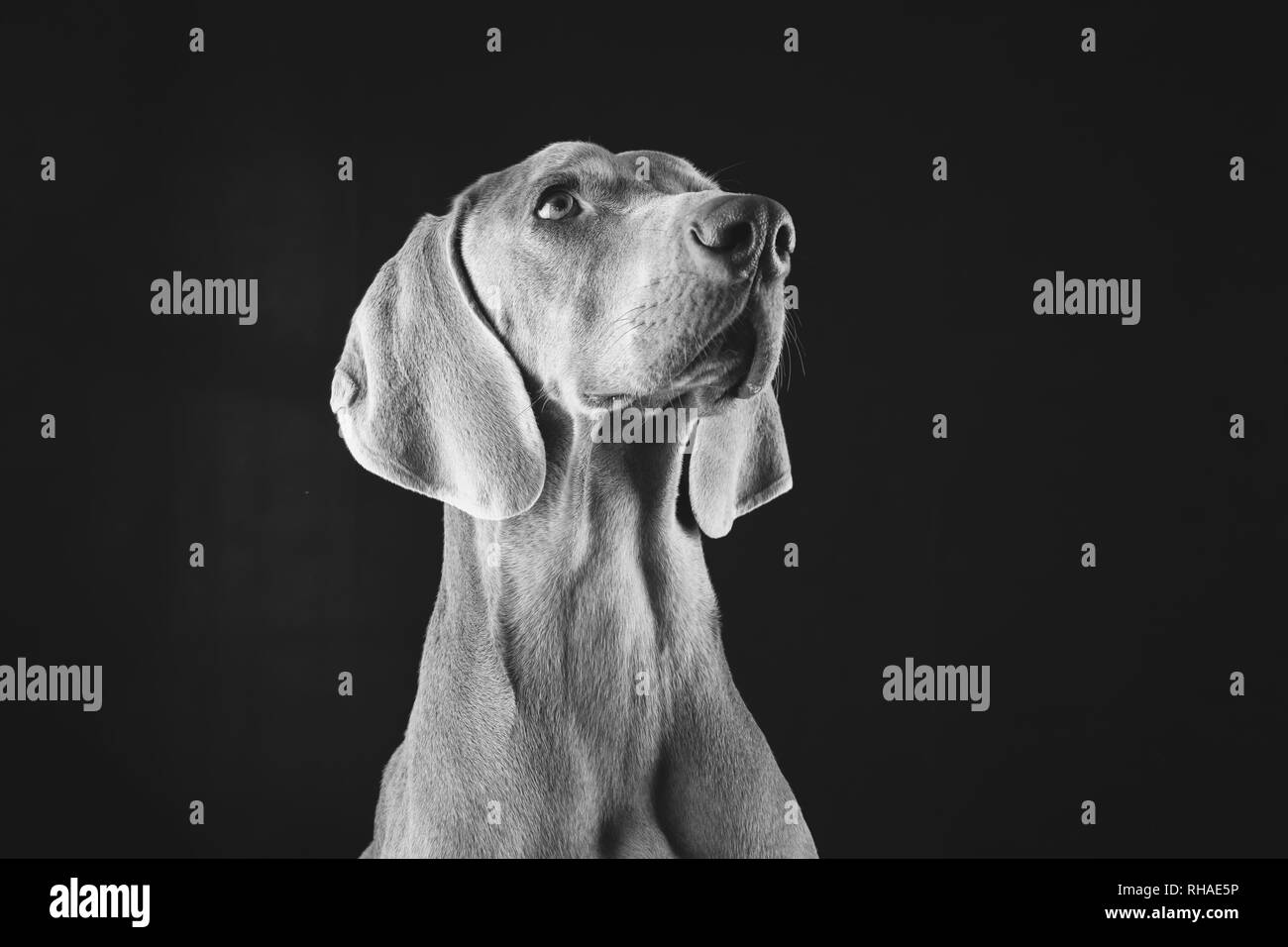 Bianco & nero ritratto di cane Foto Stock