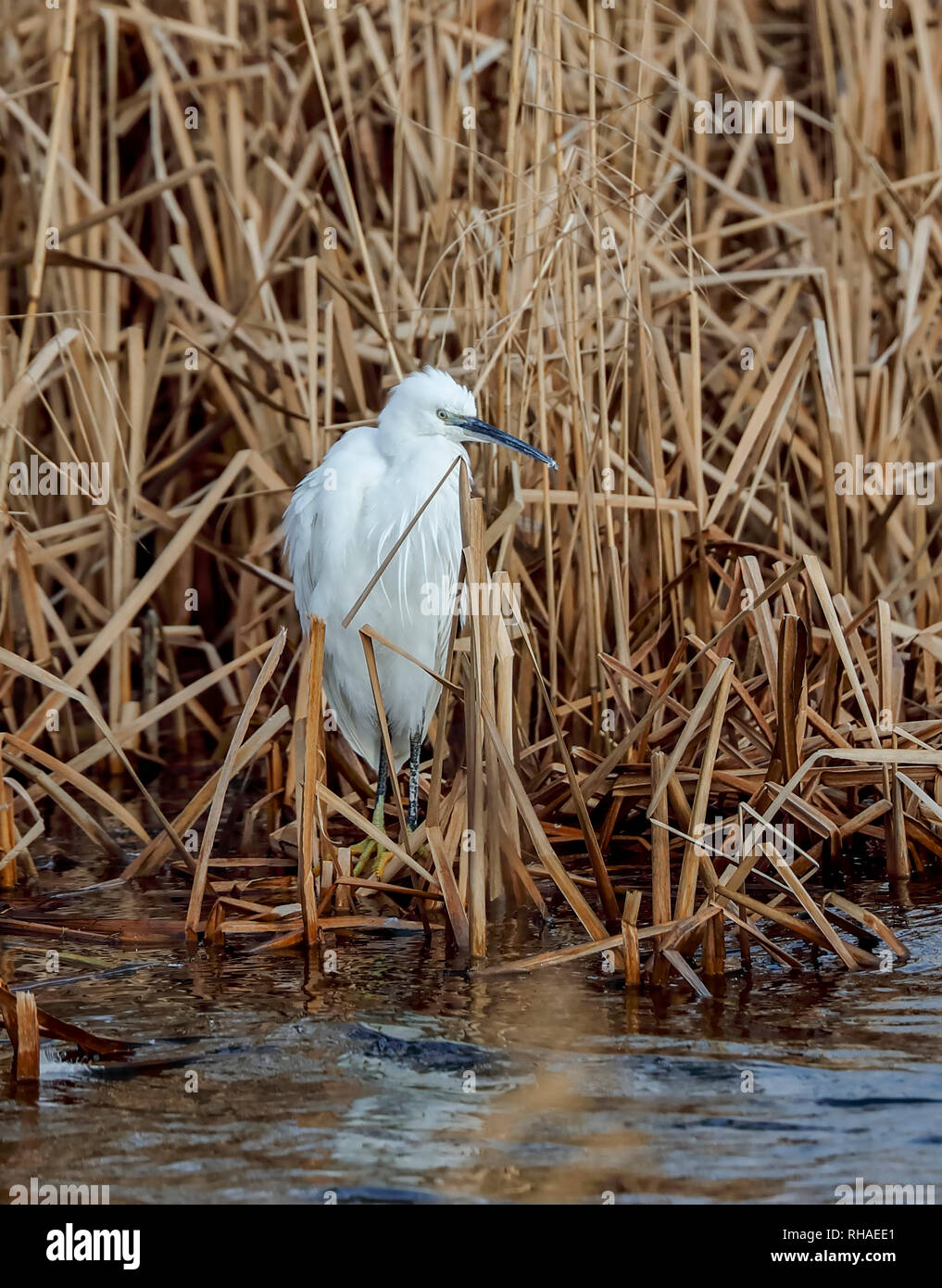 Garzetta (Egretta garzetta) Foto Stock