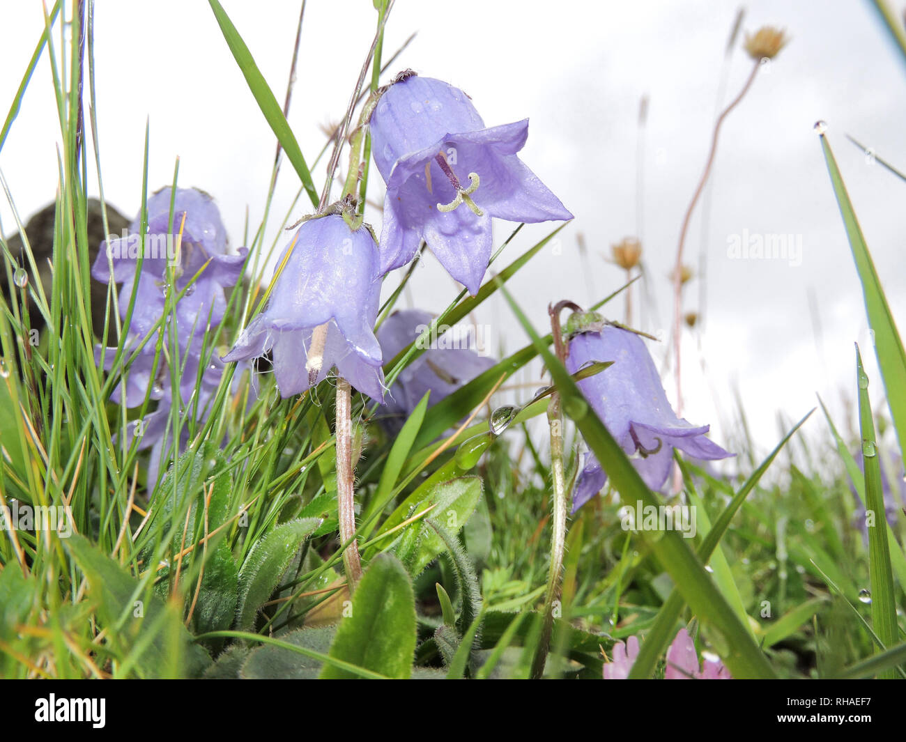 Alpen Glockenblume, Campanula Alpina, Melchsee-Frutt, Blausee Foto Stock