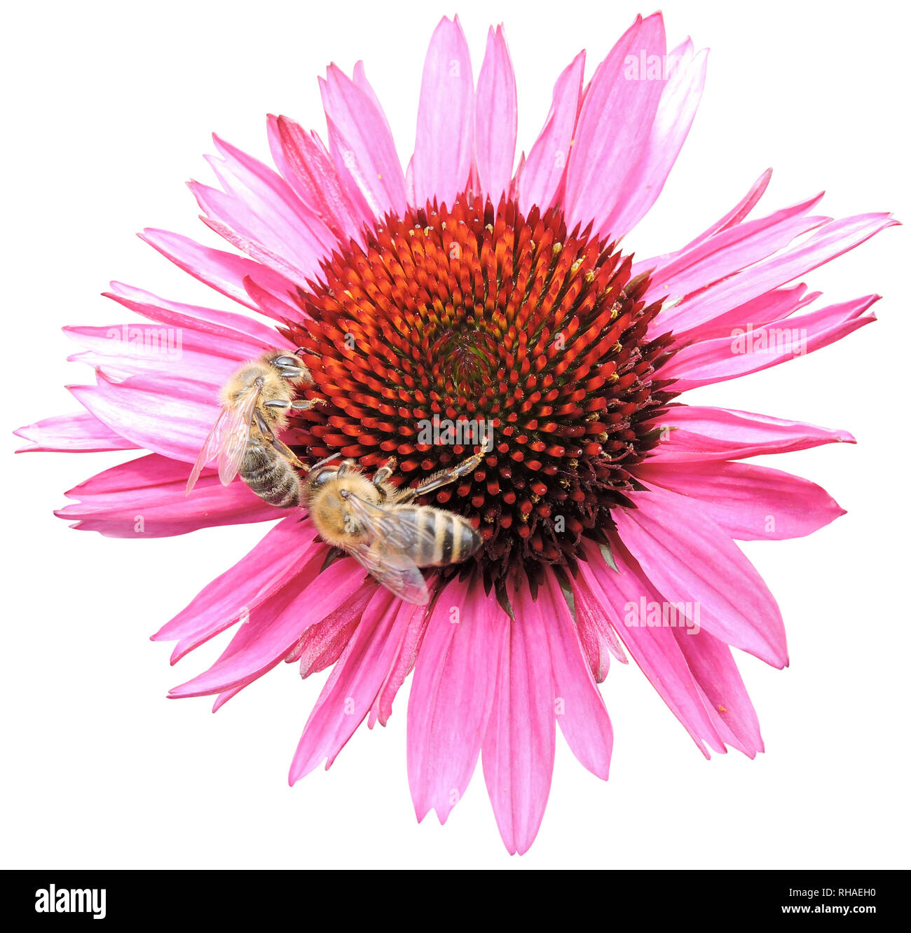 Purpur-Sonnenhut (Echinacea purpurea), Knospe Biene mit (Honigbiene, Apis mellifera) Foto Stock