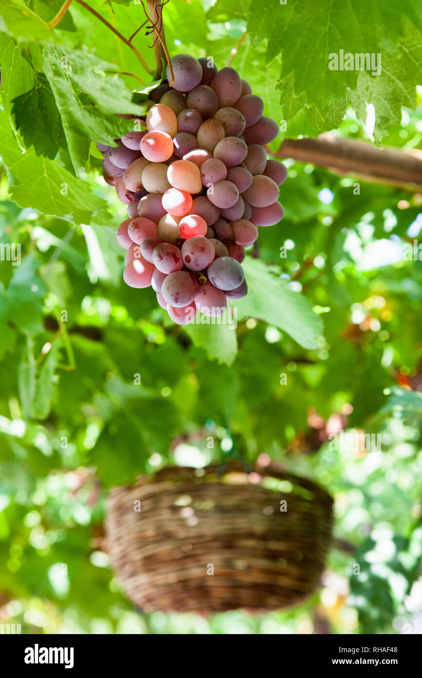 Il Cabernet Sauvignon il vino rosso le uve dei vigneti di Bordeaux in Francia. Foto Stock