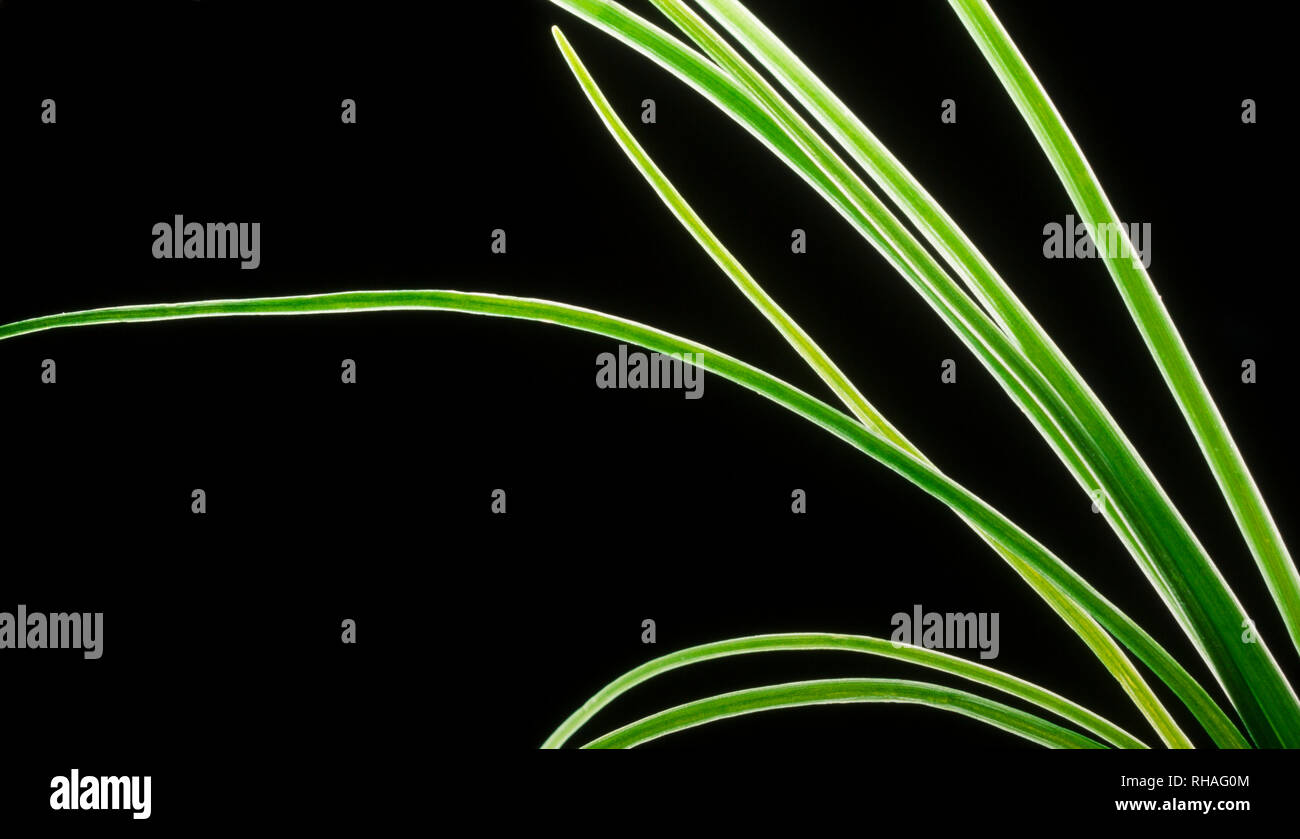 Vista ravvicinata del tubolare sottile foglie delle erbe culinarie, erba cipollina, visto su uno sfondo nero. Foto Stock
