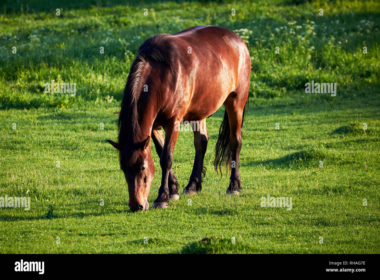 Cavallo bellissimo mangiare erba fresca Foto Stock