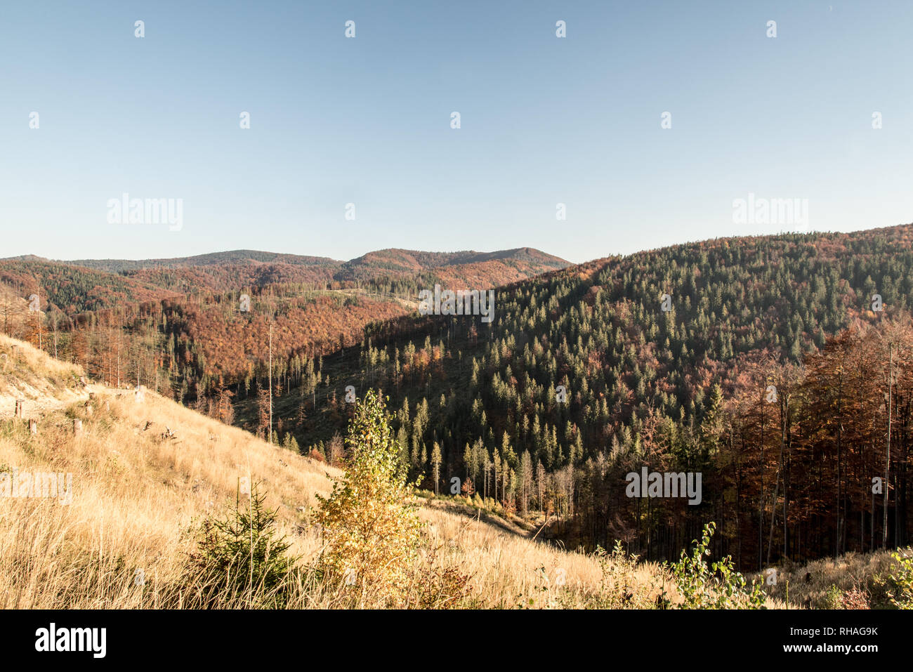Autunno Beskid Zywiecki montagne sul polacco - terra di confine slovacco con colline coperte da foreste colorate e cielo chiaro dal sentiero escursionistico bellow Wielka Foto Stock