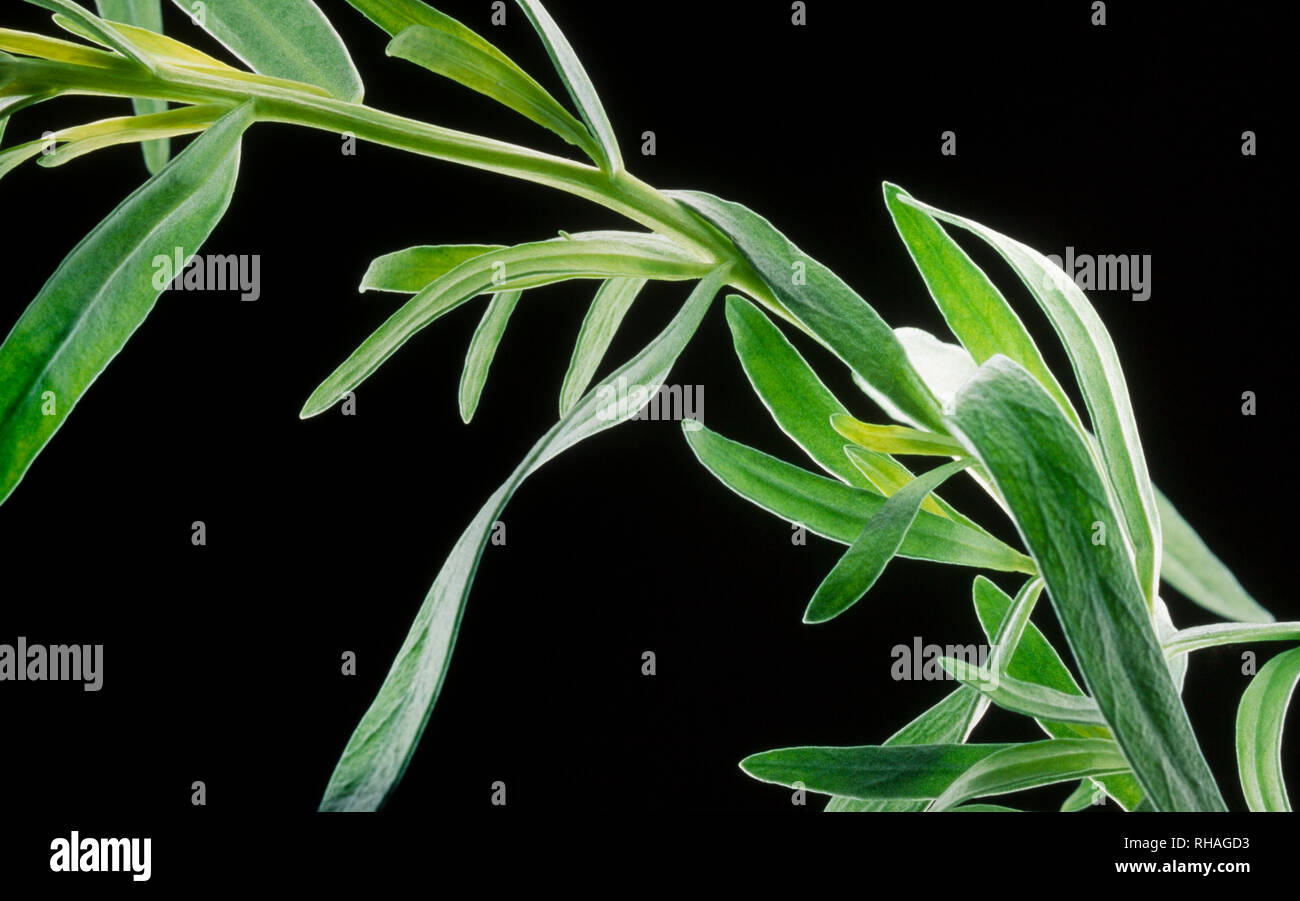 Close-up di foglie delle erbe culinarie, dragoncello, talvolta chiamato Estragon.. Foto Stock