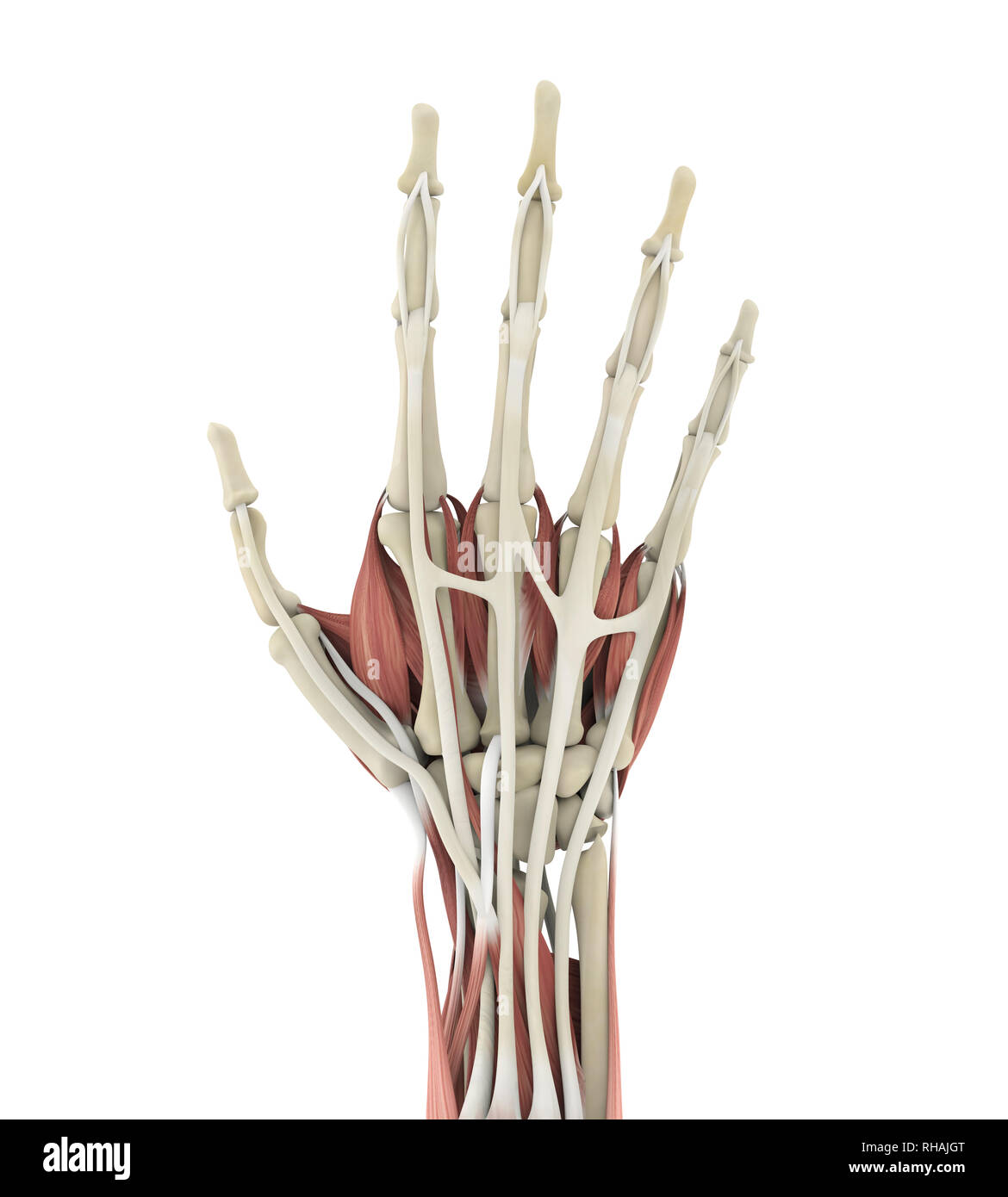 Mano umana anatomia illustrazione Foto Stock