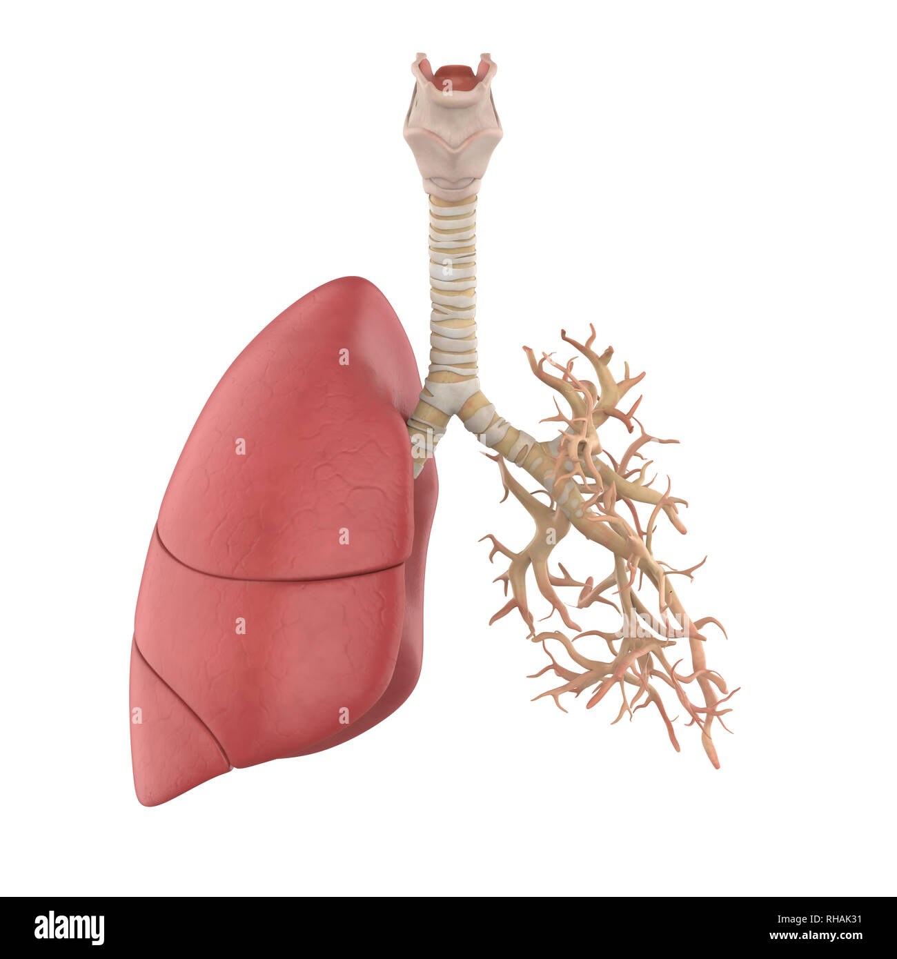 I polmoni umani anatomia Foto Stock