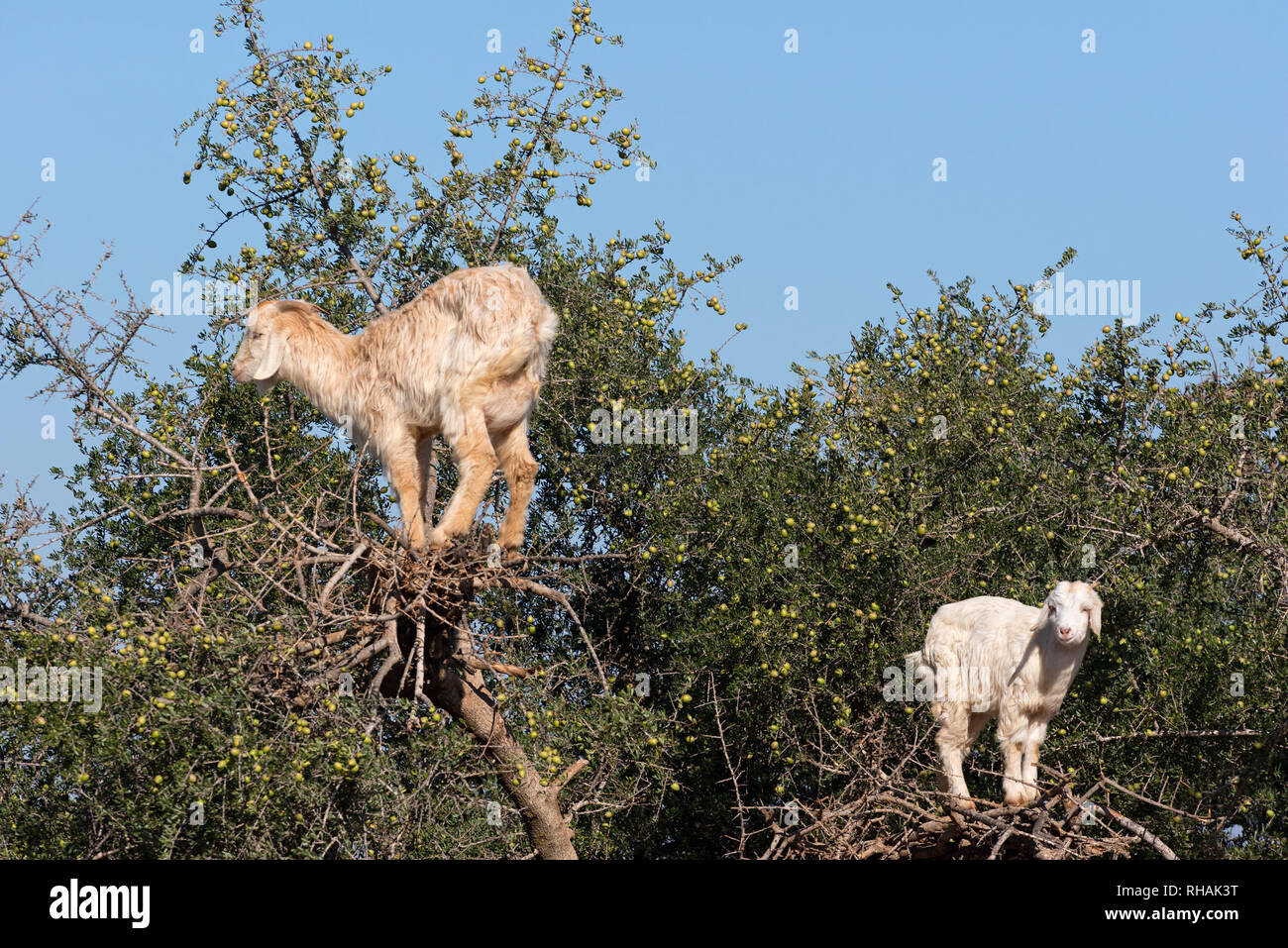 Tree Climbing capre su un albero di argan Foto Stock