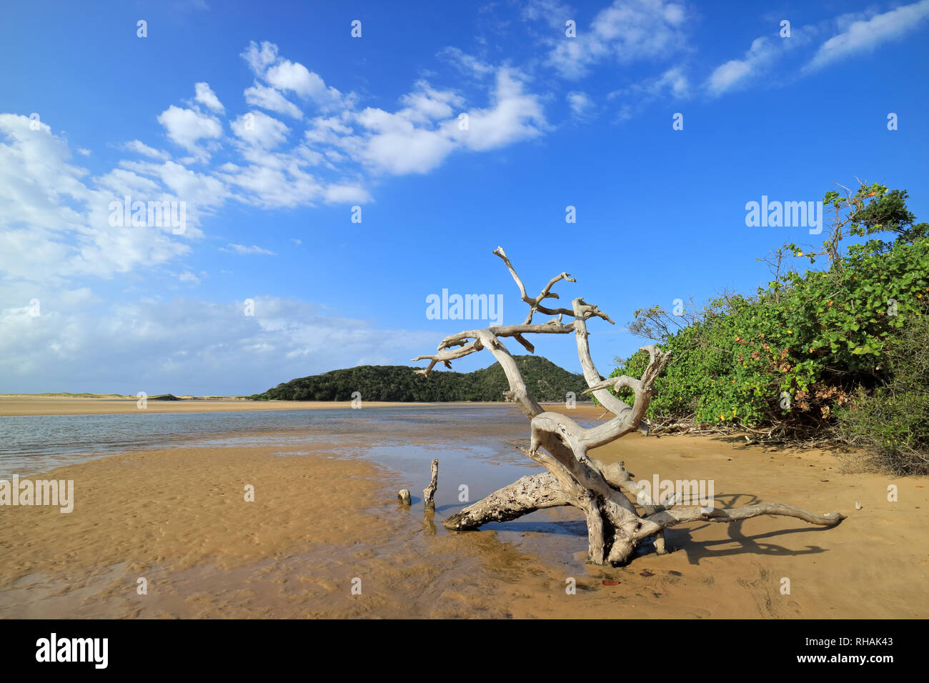 Sunny beach paesaggio con cielo blu, sabbia e driftwood, Sud Africa Foto Stock