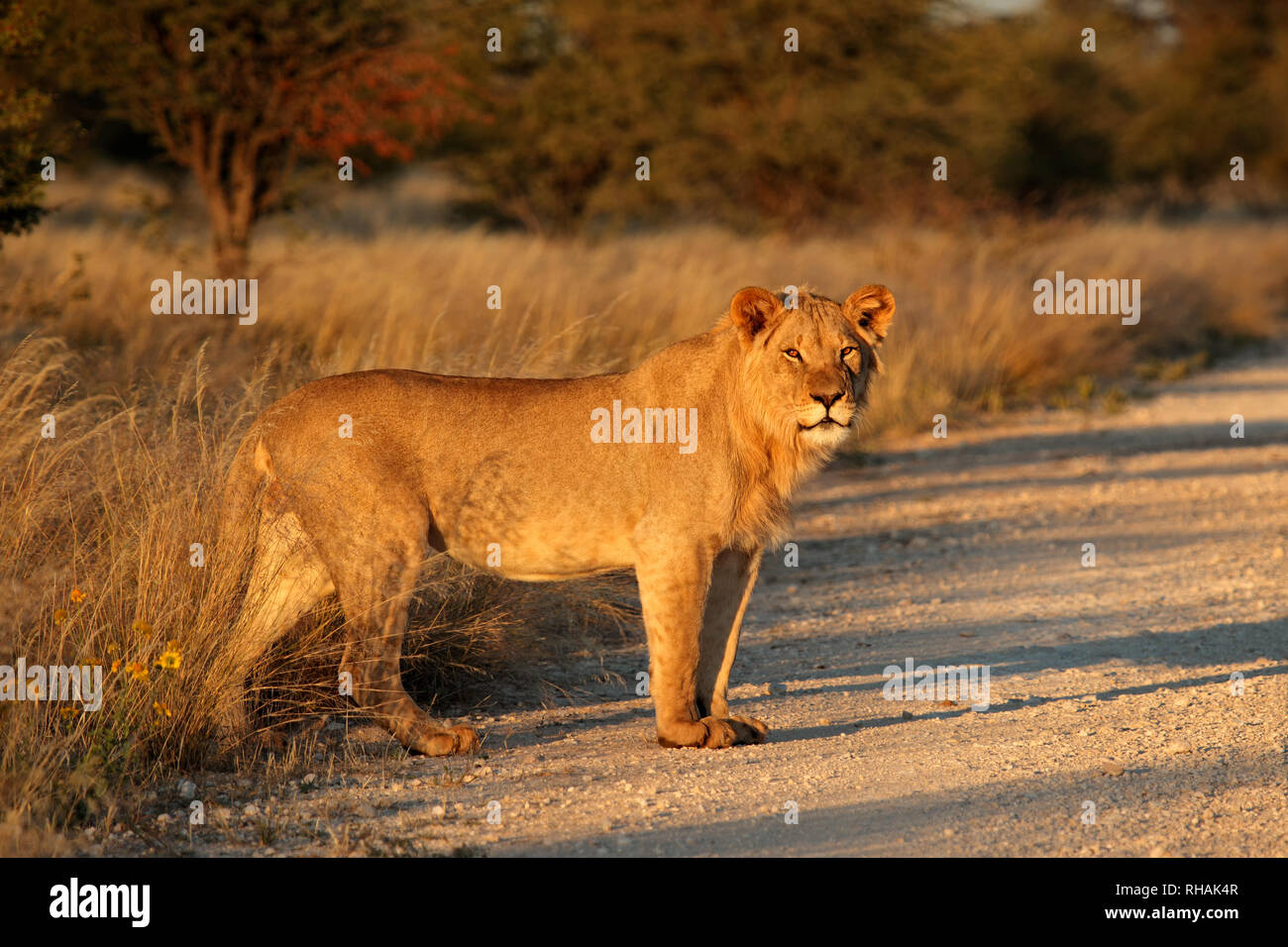 Giovane maschio leone africano (Panthera leo) nel tardo pomeriggio di luce, Sud Africa Foto Stock