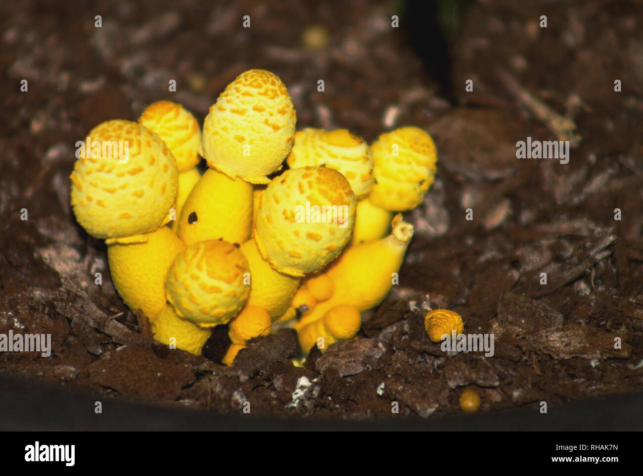 plantpot-dapperling-fungo-leucocoprinus-birnbaumii-noto-anche-come-lepiota-lutea-e-abbastanza-comune-in-vasi-di-piante-e-le-serre-rhak7n.jpg