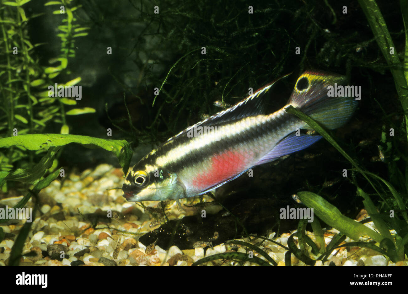 Purpurprachtbarsch, Purpur-Prachtbarsch, Königscichlide, Aquarienkribensis, Aquarien-Kribensis, Weinroter Prachtbarsch, Buntbarsch, Pelvicachromis pul Foto Stock