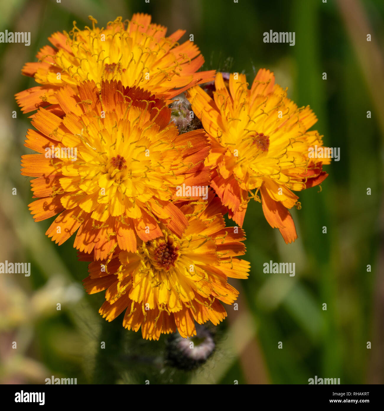 Devils paintbrush (Hieracium aurantiacum), in prossimità della testa di fiori Foto Stock