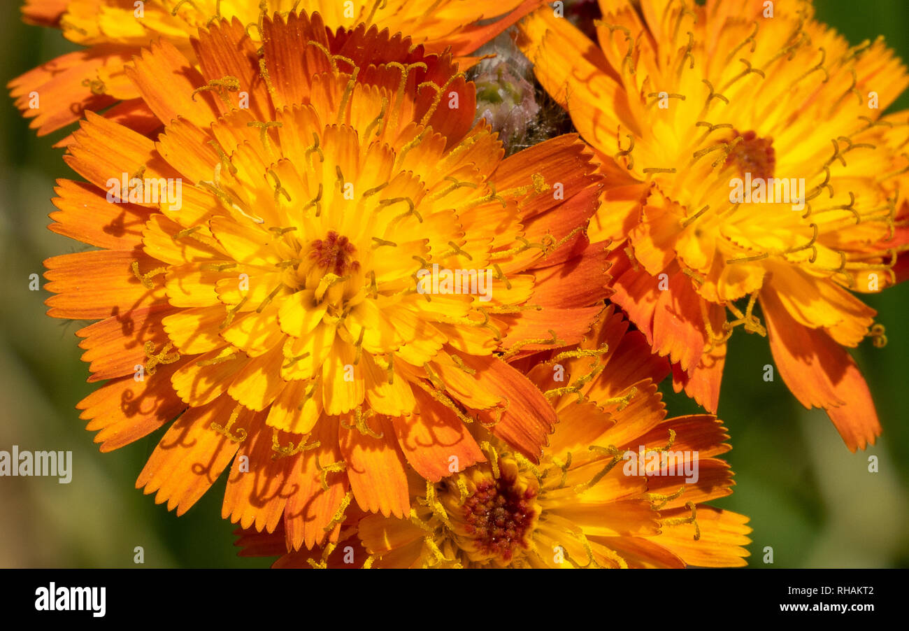 Devils paintbrush (Hieracium aurantiacum), in prossimità della testa di fiori Foto Stock