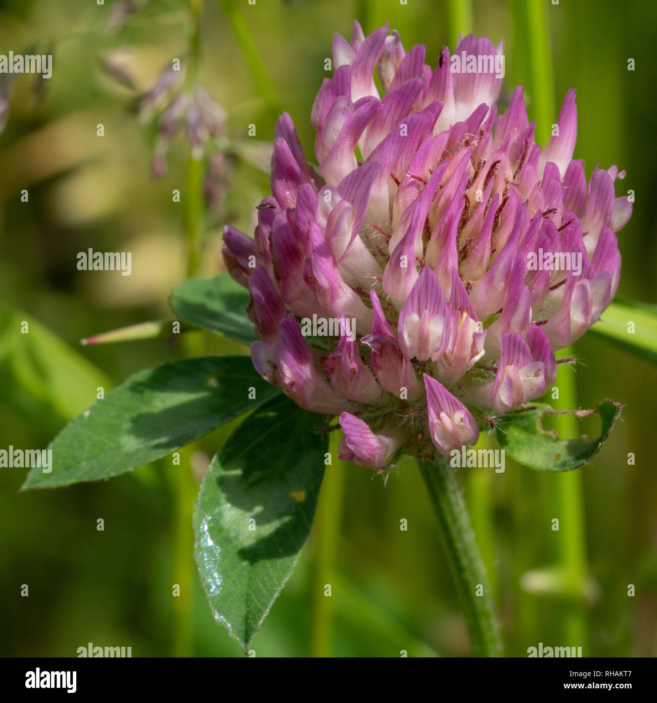 Trifoglio rosso (Trifolium pratense), fiori di prati Foto Stock