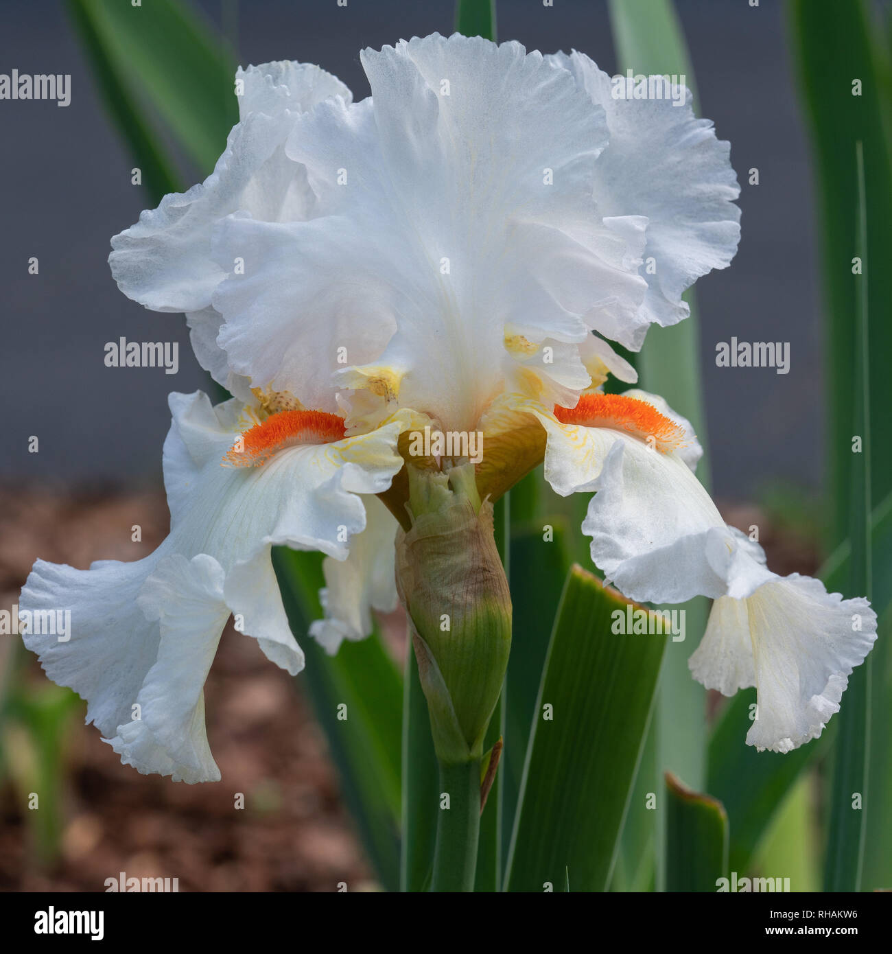 Tedesco (iris Iris barbata), in prossimità della testa di fiori Foto Stock